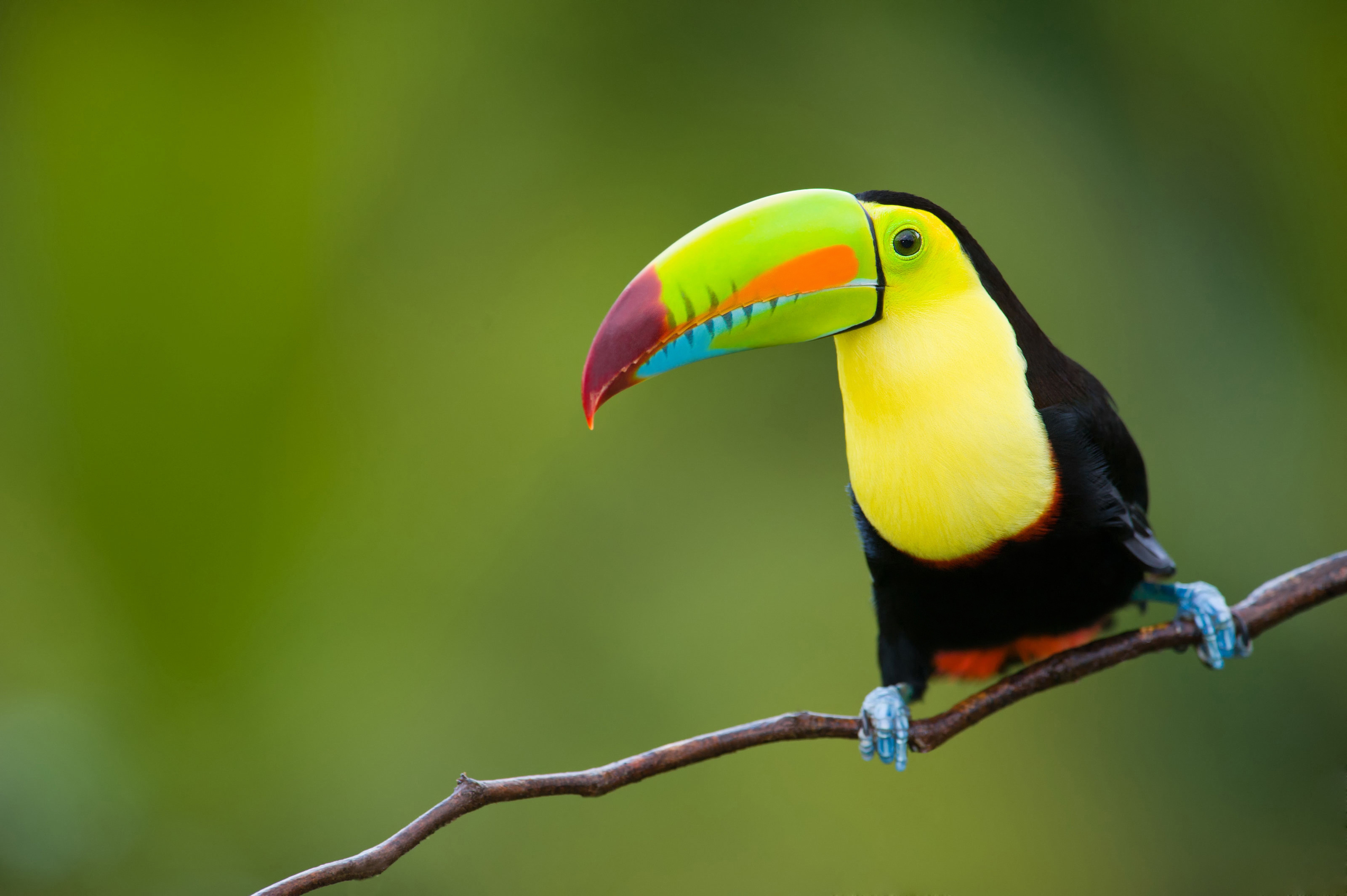 Toucan, 130 colorful wallpapers, Exotic bird photos, Tropical beauty, 3200x2130 HD Desktop