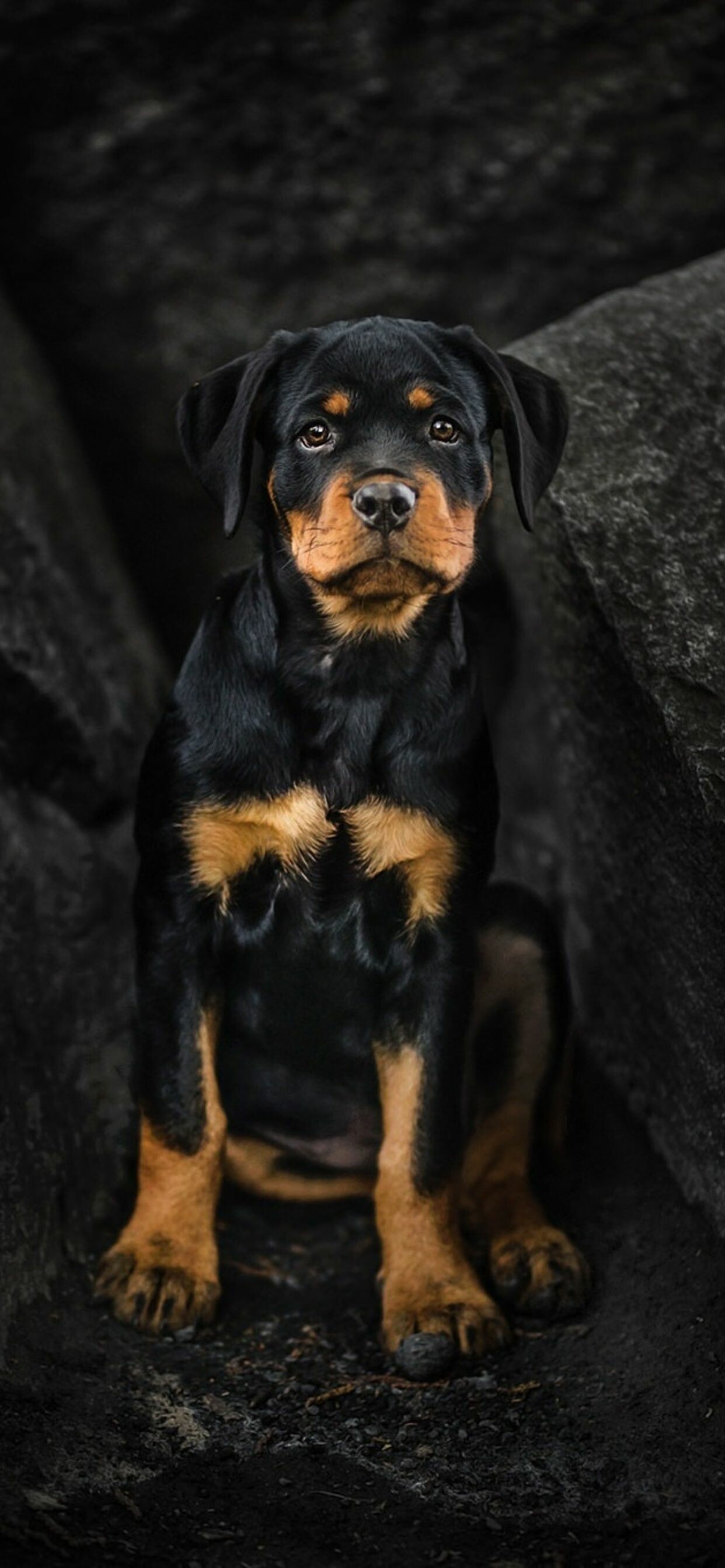 Dog: Rottweiler, Considered to be one of the oldest surviving breeds. 1250x2690 HD Wallpaper.