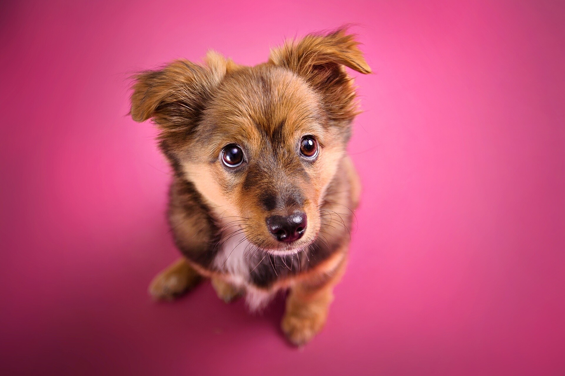Puppy: Baby dog, The family Canidae, Pup. 1920x1280 HD Background.