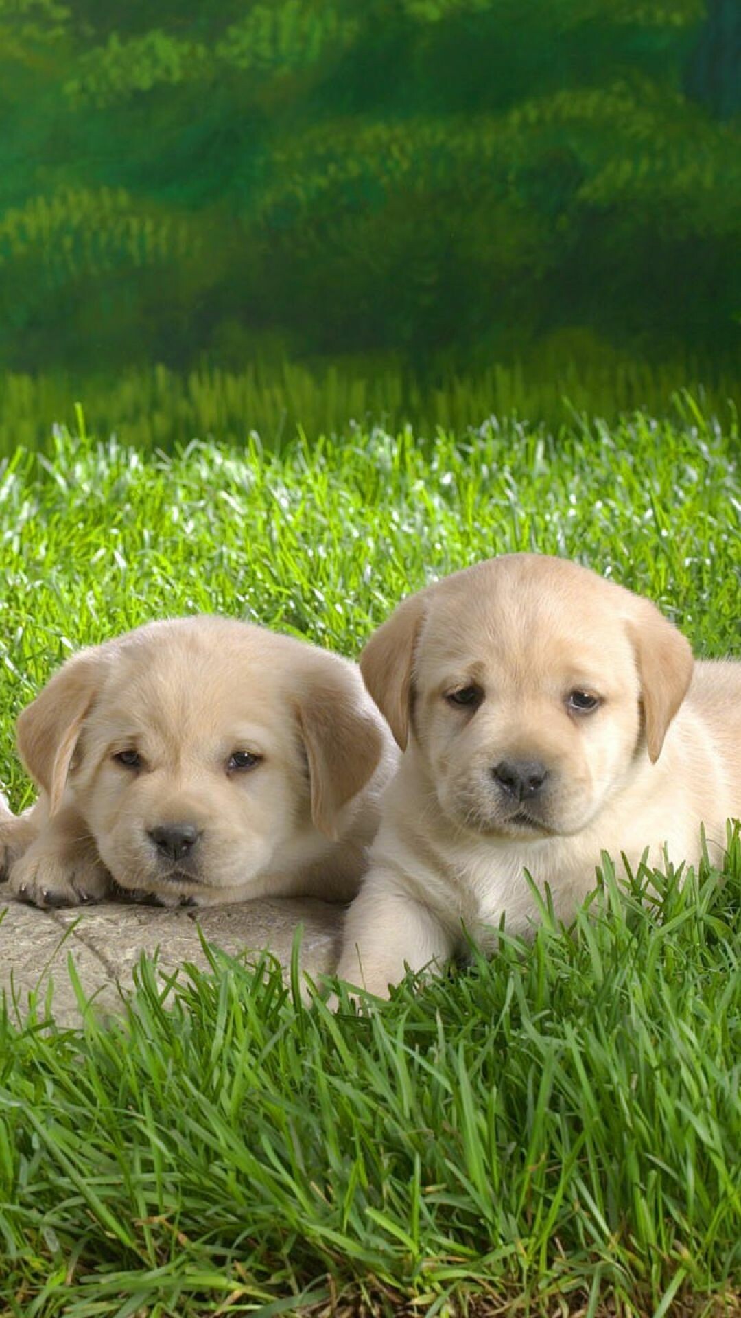 Labrador Retriever: Baby dogs, Cute puppies, Companion dog, Carnivore. 1080x1920 Full HD Wallpaper.