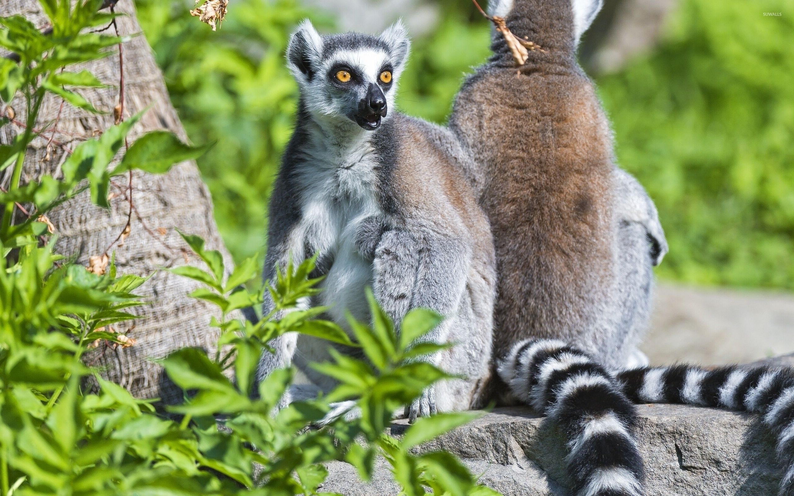 Ring Tailed Lemur, Animals, Lemur wallpaper, Tailed beauty, 2560x1600 HD Desktop
