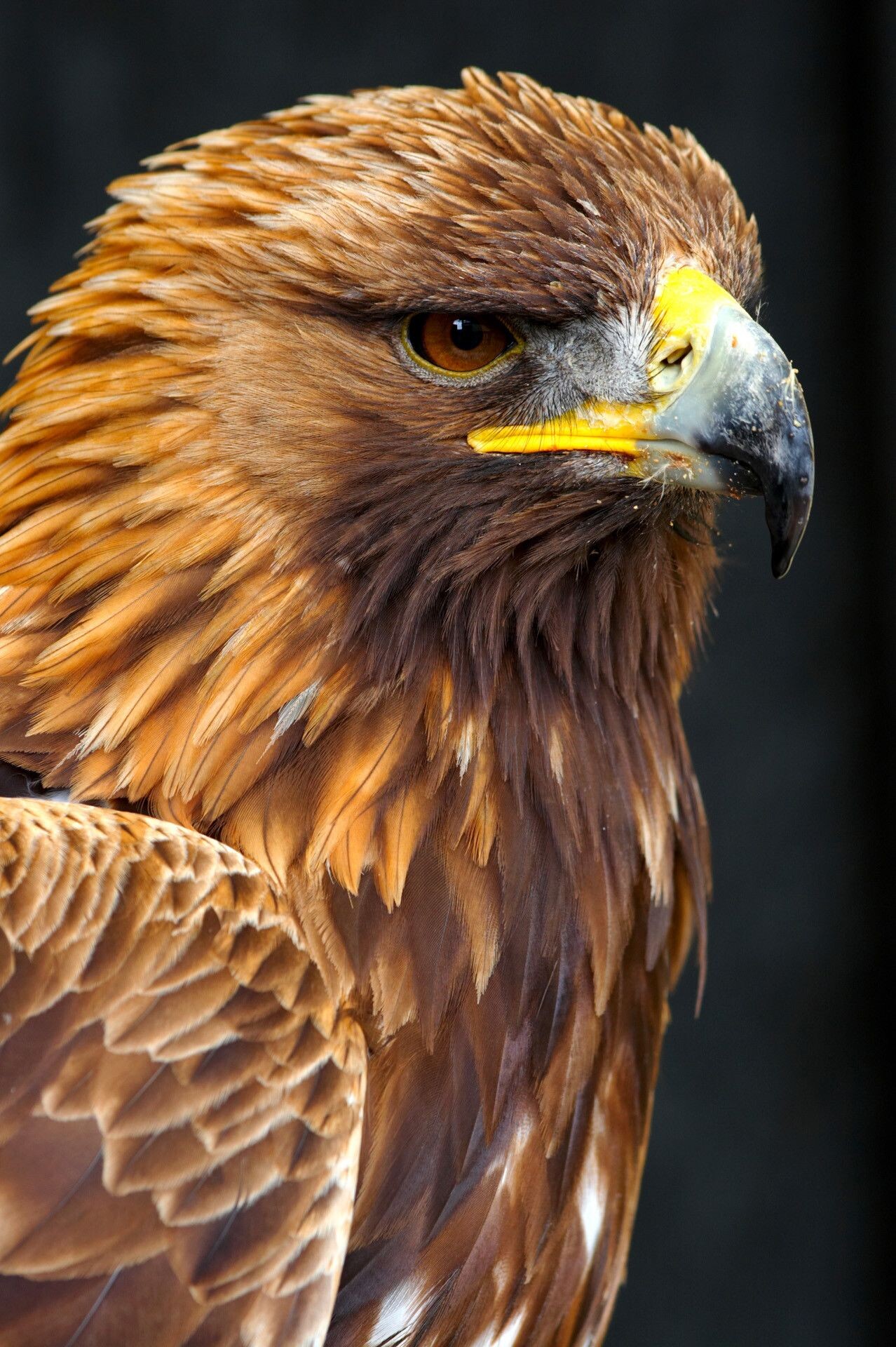 Golden Eagle: A majestic and powerful bird of prey, Golden-colored plumage on the back of the head. 1280x1920 HD Background.