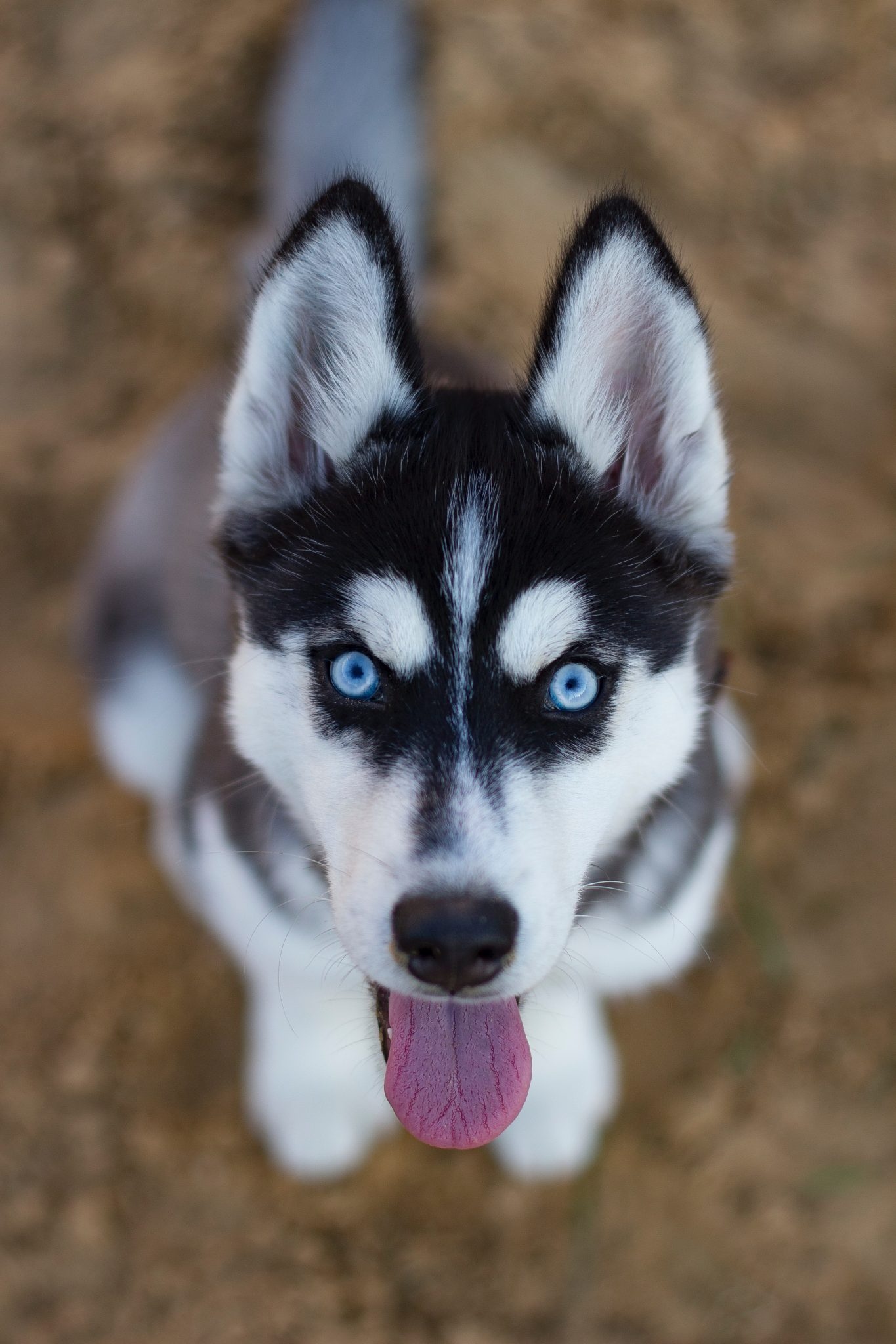 Keeping a husky busy, Engaging activities, Unique products, Piece of mind, 1370x2050 HD Phone