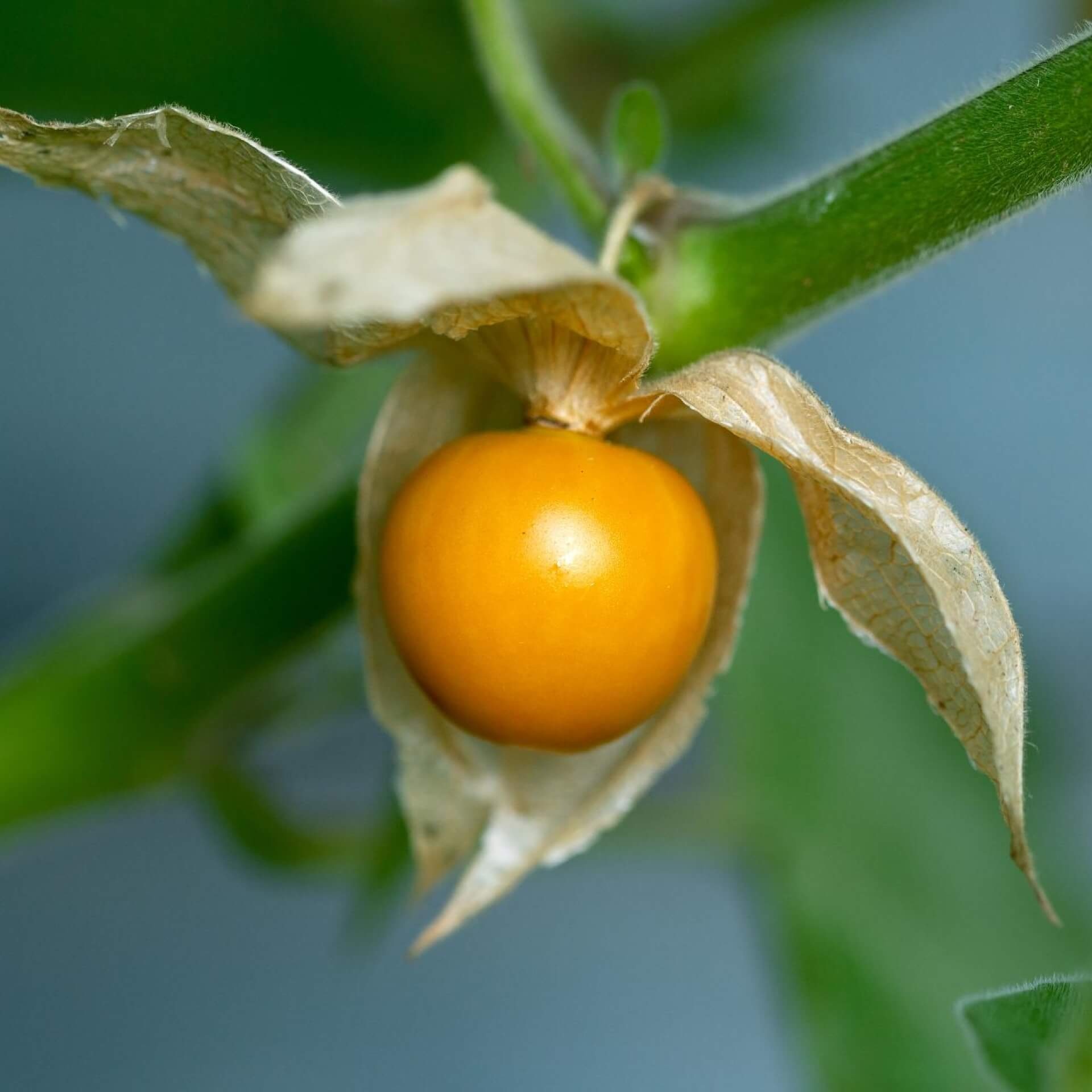 Physalis: P. peruviana, The tomatillo, The plant is native to Mexico and Central America. 1920x1920 HD Background.