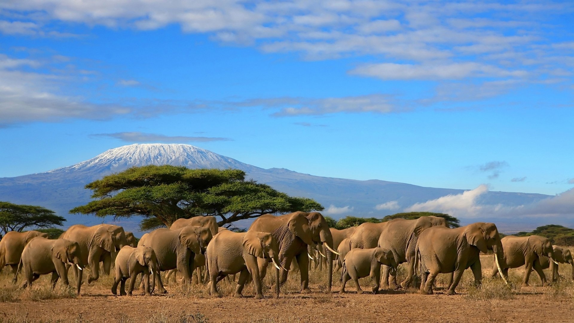 South Africa travels, African bush elephant, 1920x1080 Full HD Desktop