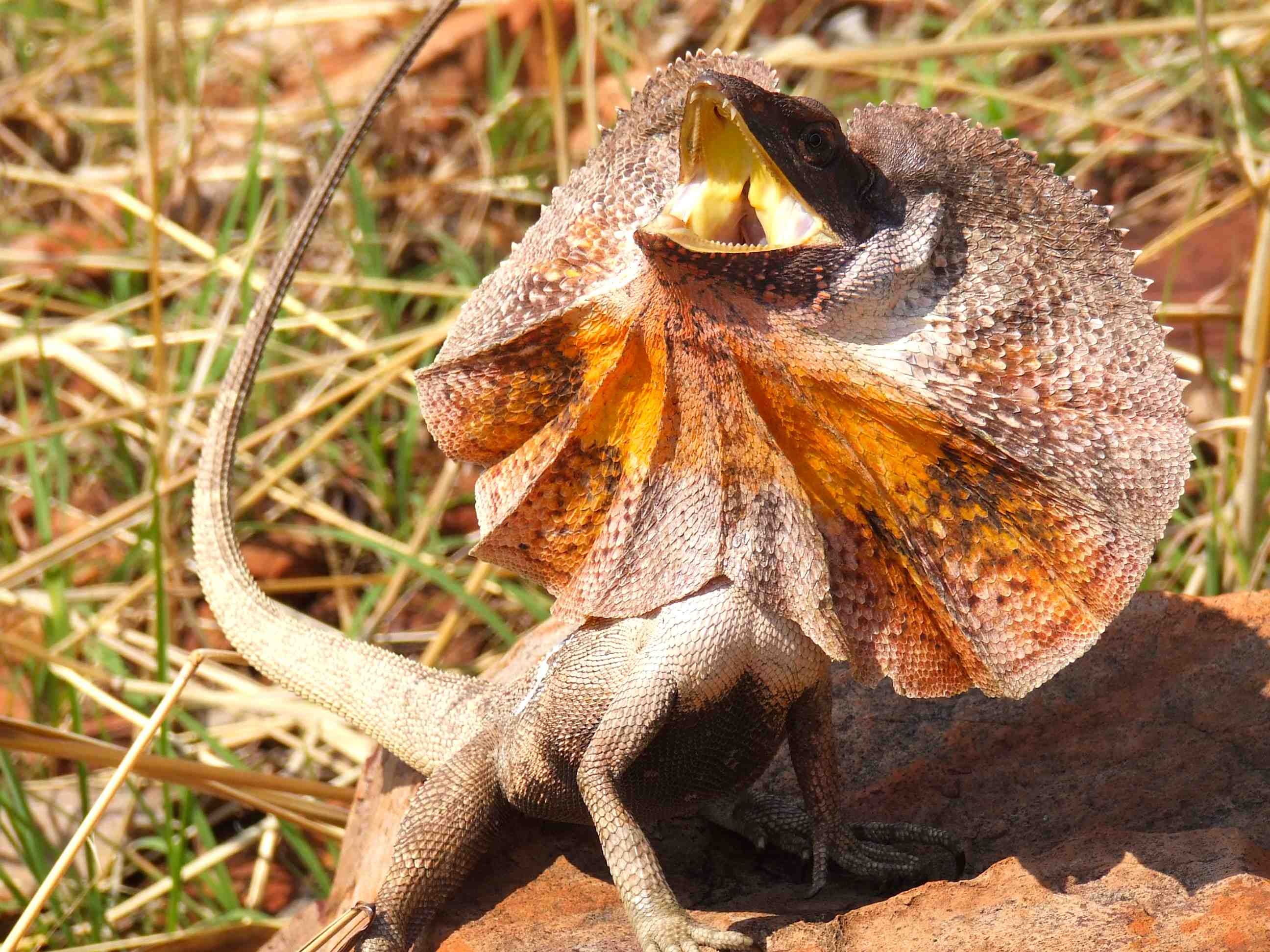 Frilled-neck lizard, Unique reptilian feature, Stunning wallpapers, High-quality images, 2600x1950 HD Desktop