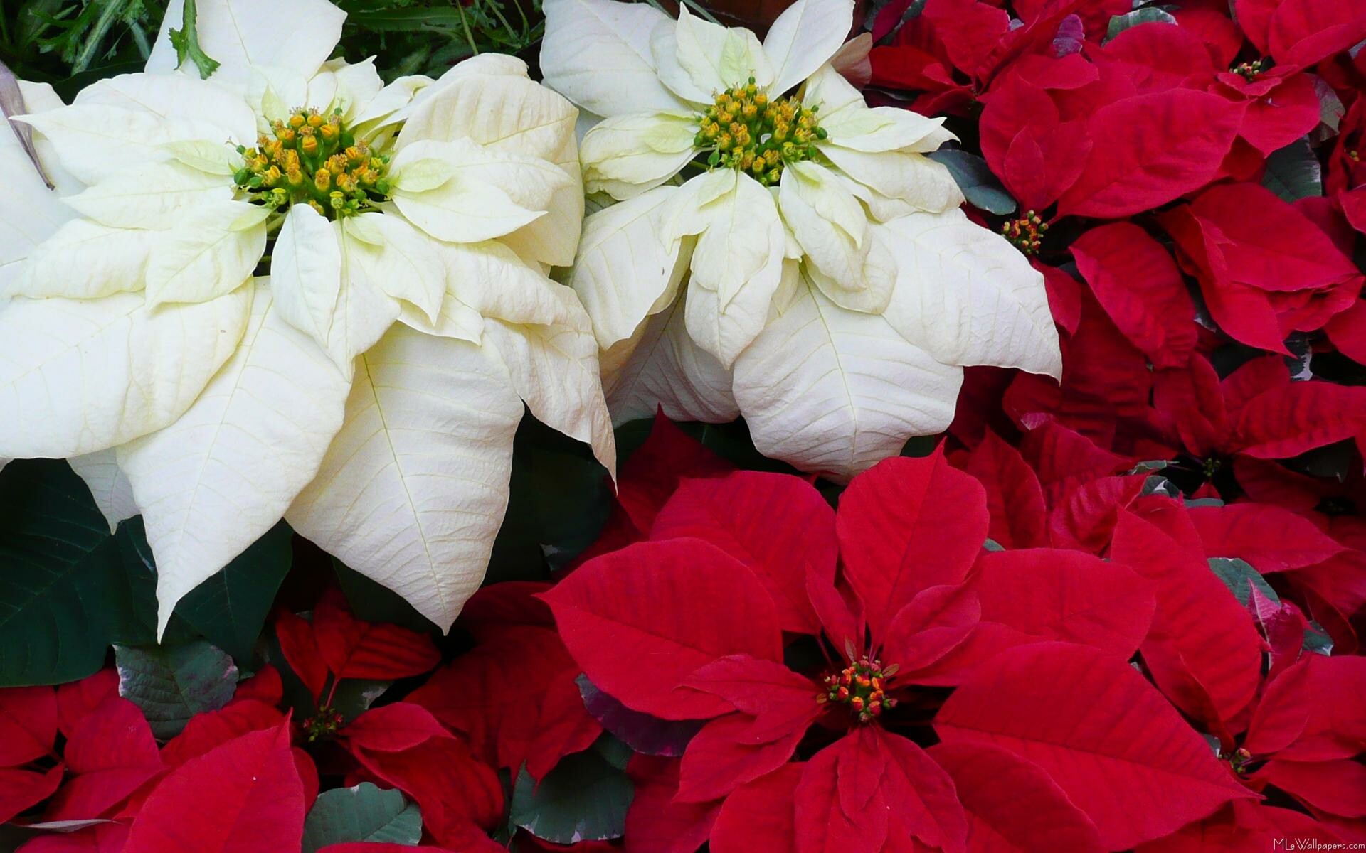Poinsettia: Named for Joel R Poinsett, who popularized the plant and introduced it to floriculture while he was US minister to Mexico in the late 1820s. 1920x1200 HD Wallpaper.