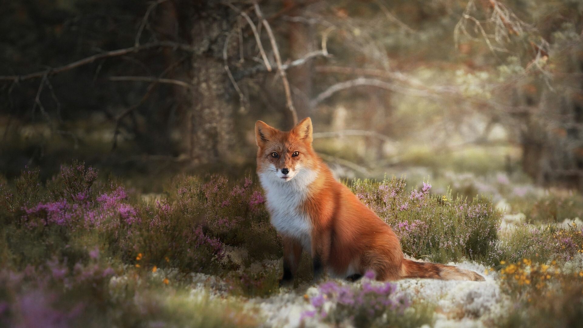 Fox: Vulpes vulpes, Have few natural predators except for the coyote, Wildlife. 1920x1080 Full HD Wallpaper.