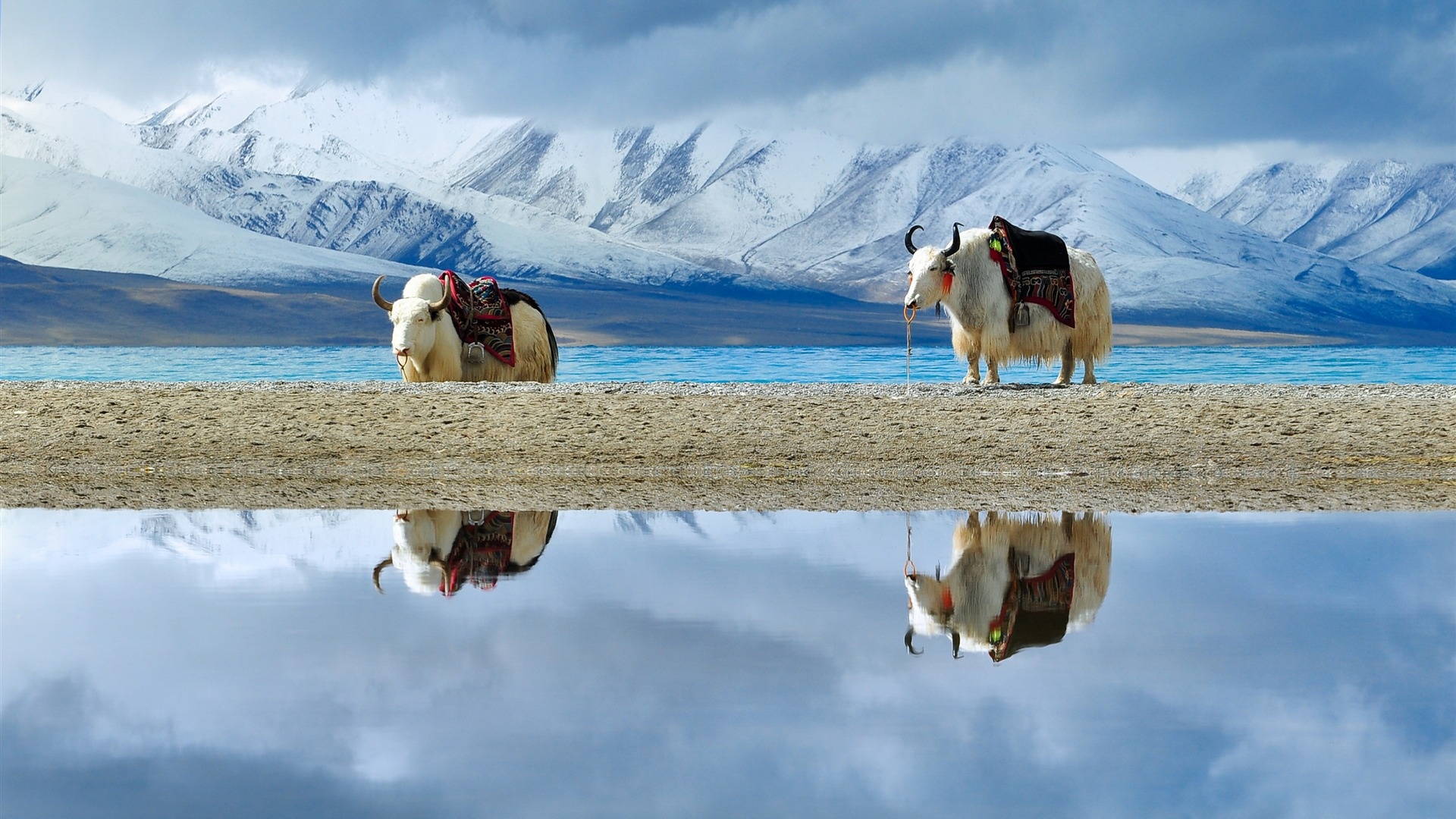 Tibetan Highlands, Tibetan Plateau, White yak, Snow-capped mountain, 1920x1080 Full HD Desktop