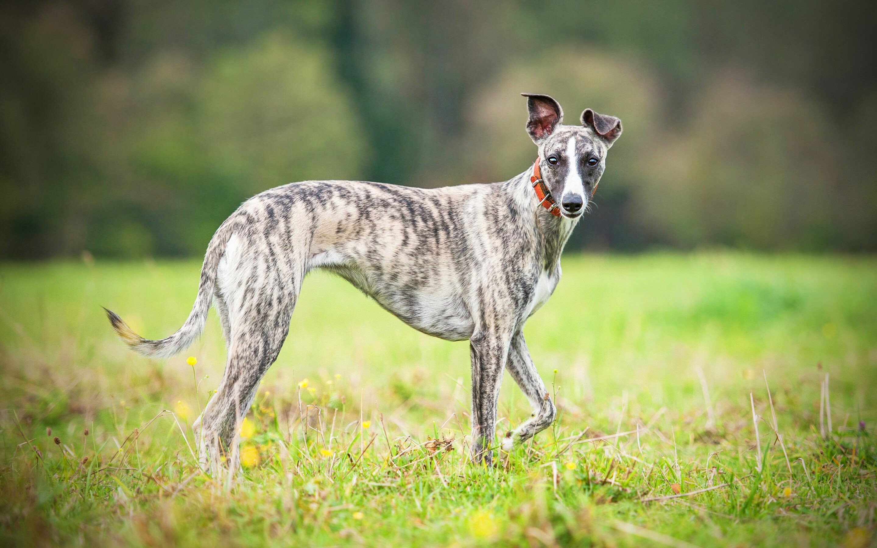 Whippet Dog: A quiet and intelligent breed, Terrestrial animal. 2880x1800 HD Wallpaper.