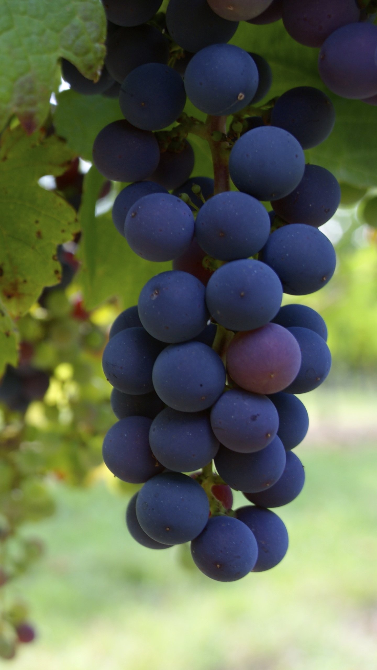 Grapes: A fruiting berry that is small and round with smooth skin and semi-translucent flesh. 1440x2560 HD Background.