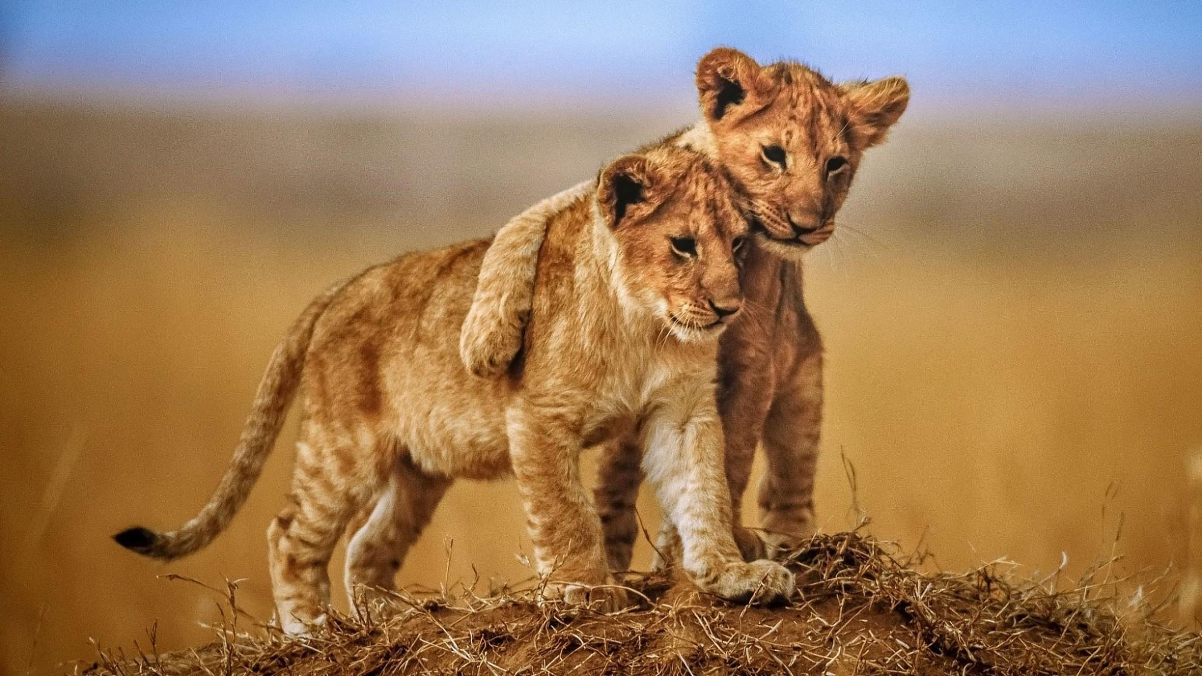 Captivating animal cubs, Striking wallpaper, Samantha's post, Wildlife wonders, 3840x2160 4K Desktop