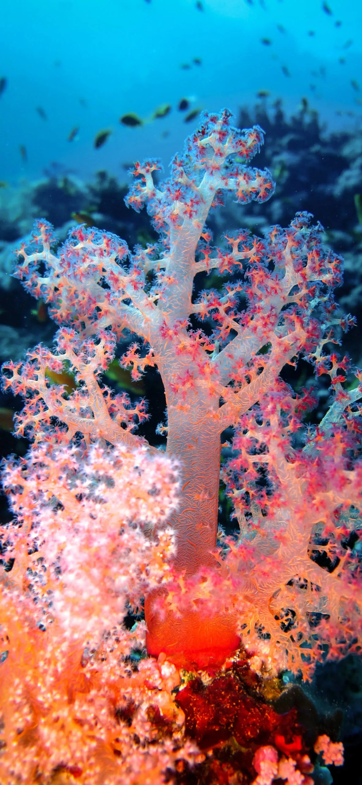Coral wallpaper iPhone, Free download, 1190x2560 HD Phone