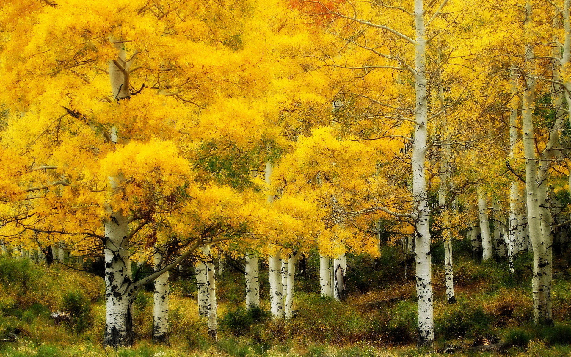 Birch Tree, Nature, Forest, Wallpaper, 1920x1200 HD Desktop