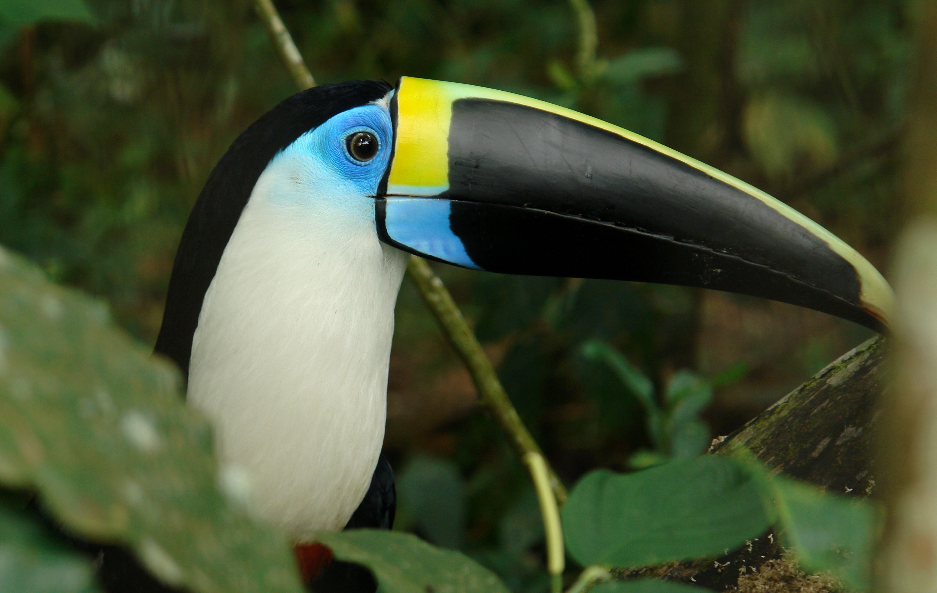 Toucan, Beautiful bird images, Toucan-themed ideas, Stunning nature photography, 3170x2010 HD Desktop