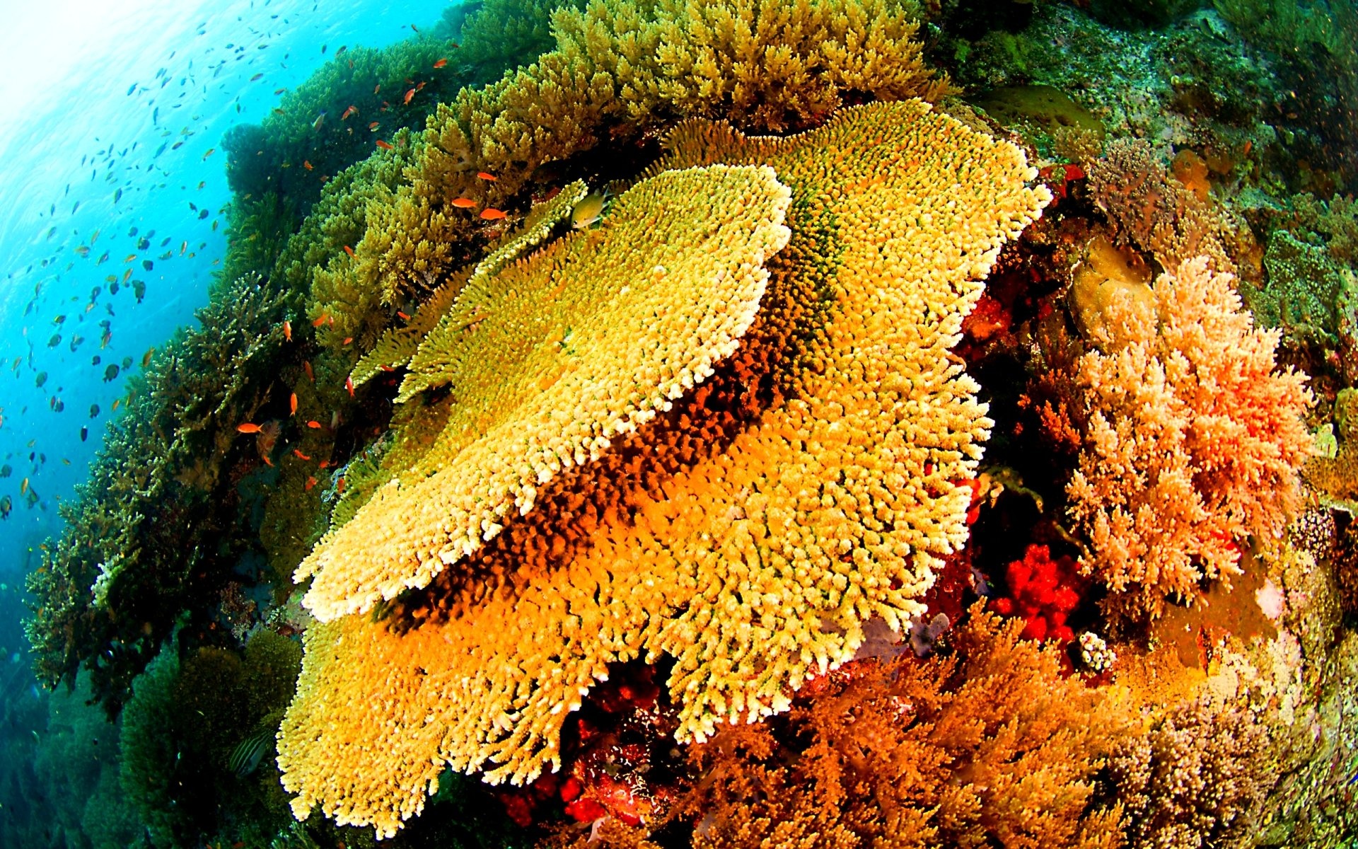 Sea Sponge: Fish, Nature, Ocean, Sea, Sealife, Underwater, Porifera. 1920x1200 HD Background.