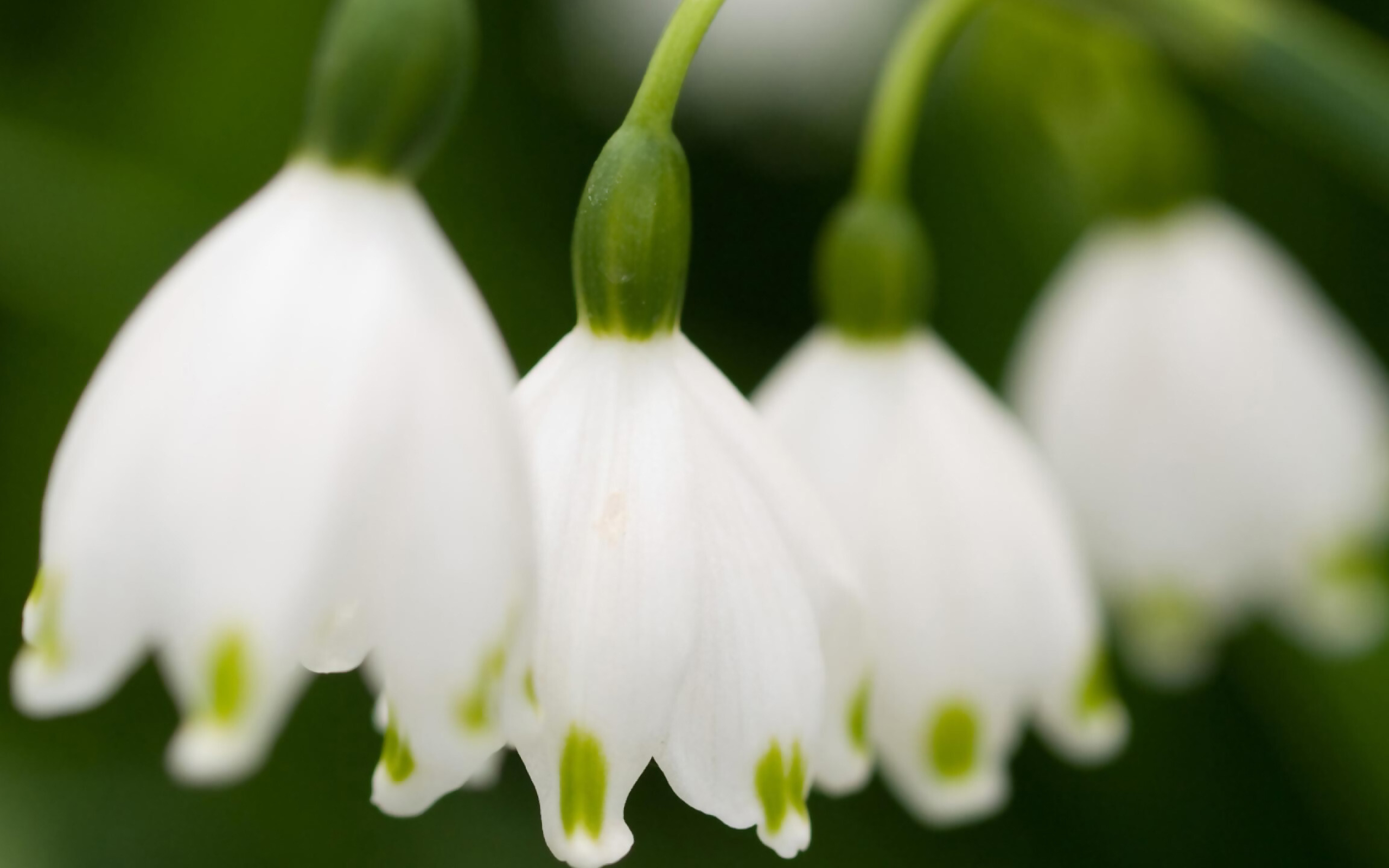 Lily of the Valley: One of the most fragrant blooming plants throughout the northern temperate zone. 2560x1600 HD Wallpaper.