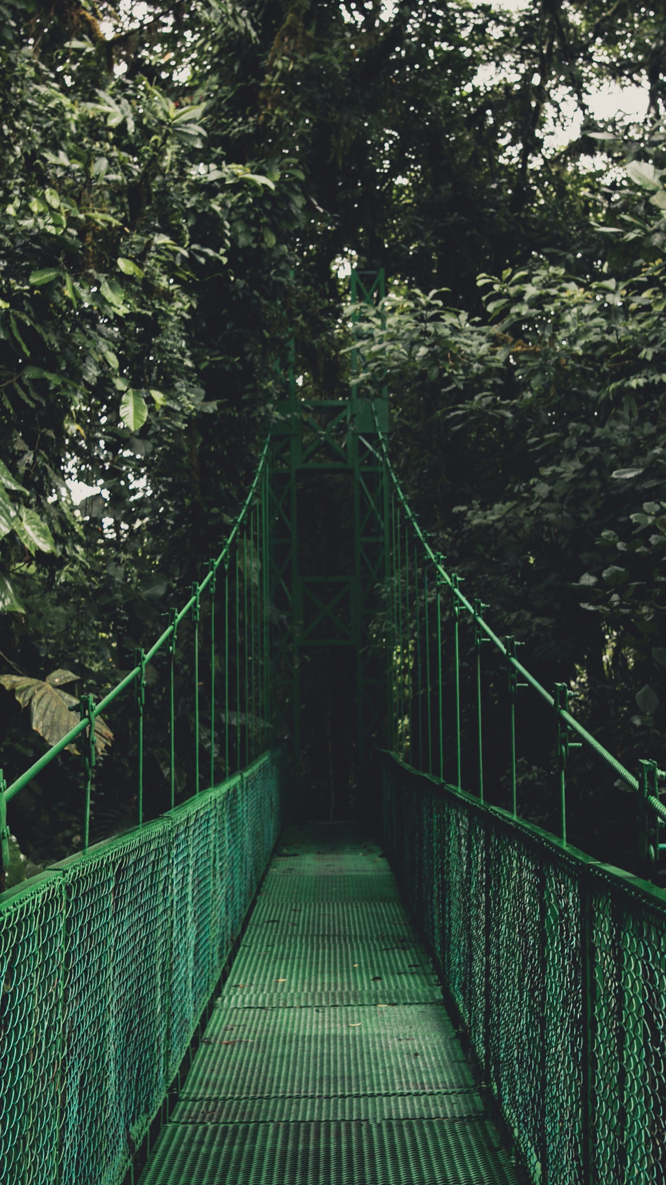 Bridge: A suspension type of span in the jungles, A trail in the forest. 2160x3840 4K Background.
