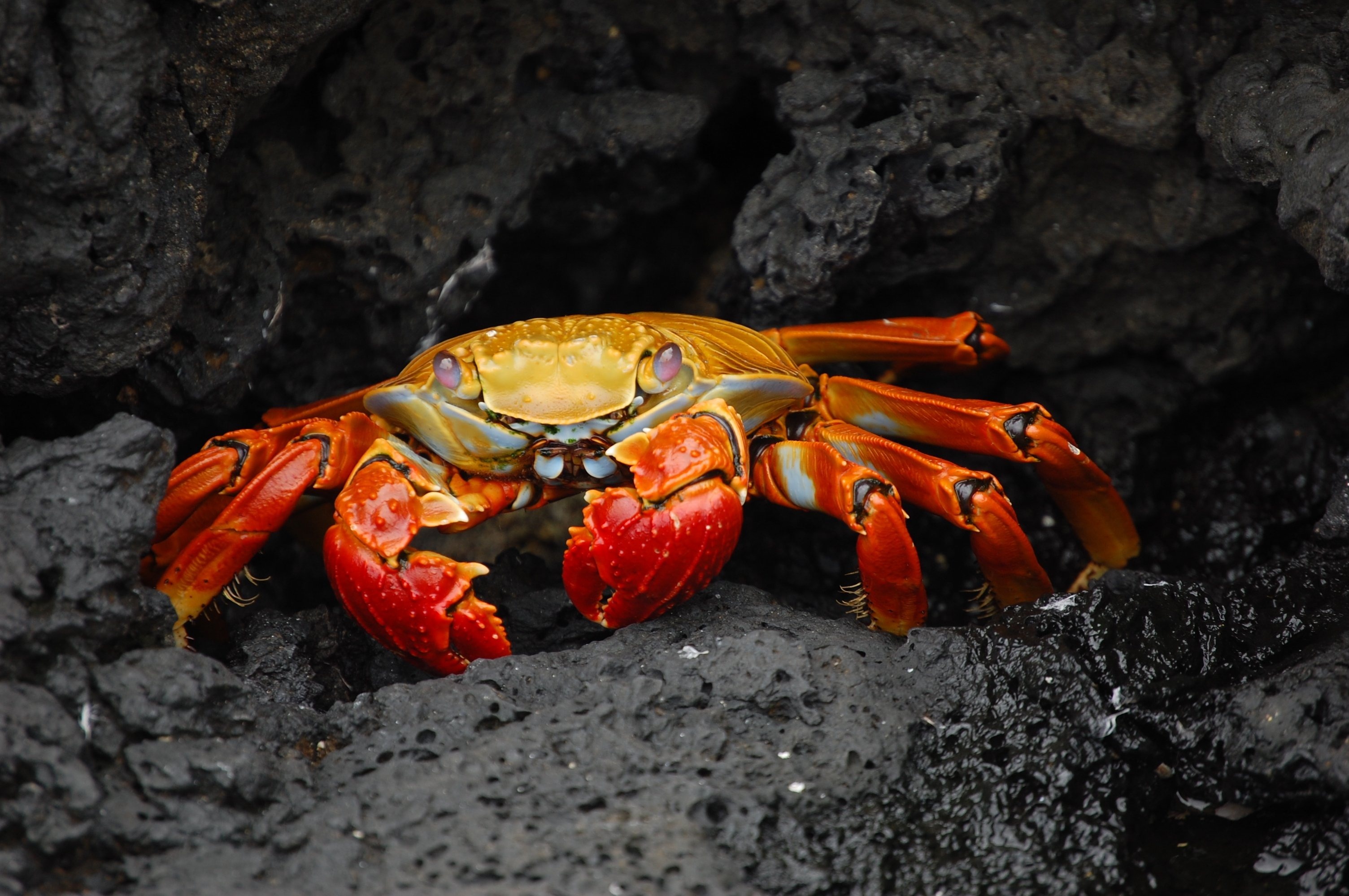 Crab: Appeared in the fossil record in the Lower Jurassic. 3010x2000 HD Background.