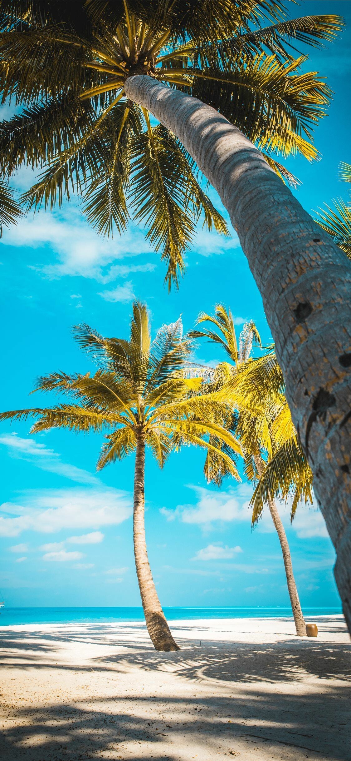 Palm Tree: Trees closely identified with tropical locations and warm-weather spots. 1130x2440 HD Background.