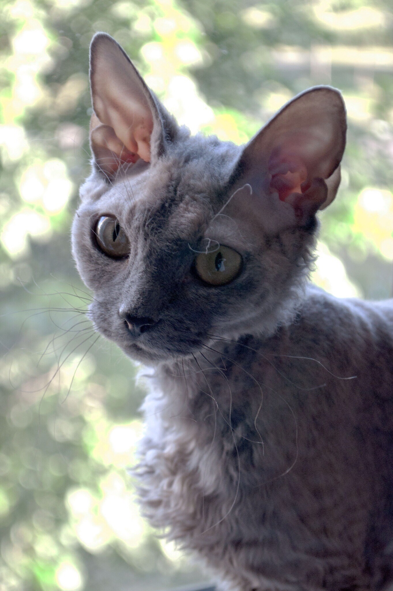 Devon Rex: A medium-sized cat, although the head looks large and the chest is broad. 1370x2050 HD Wallpaper.