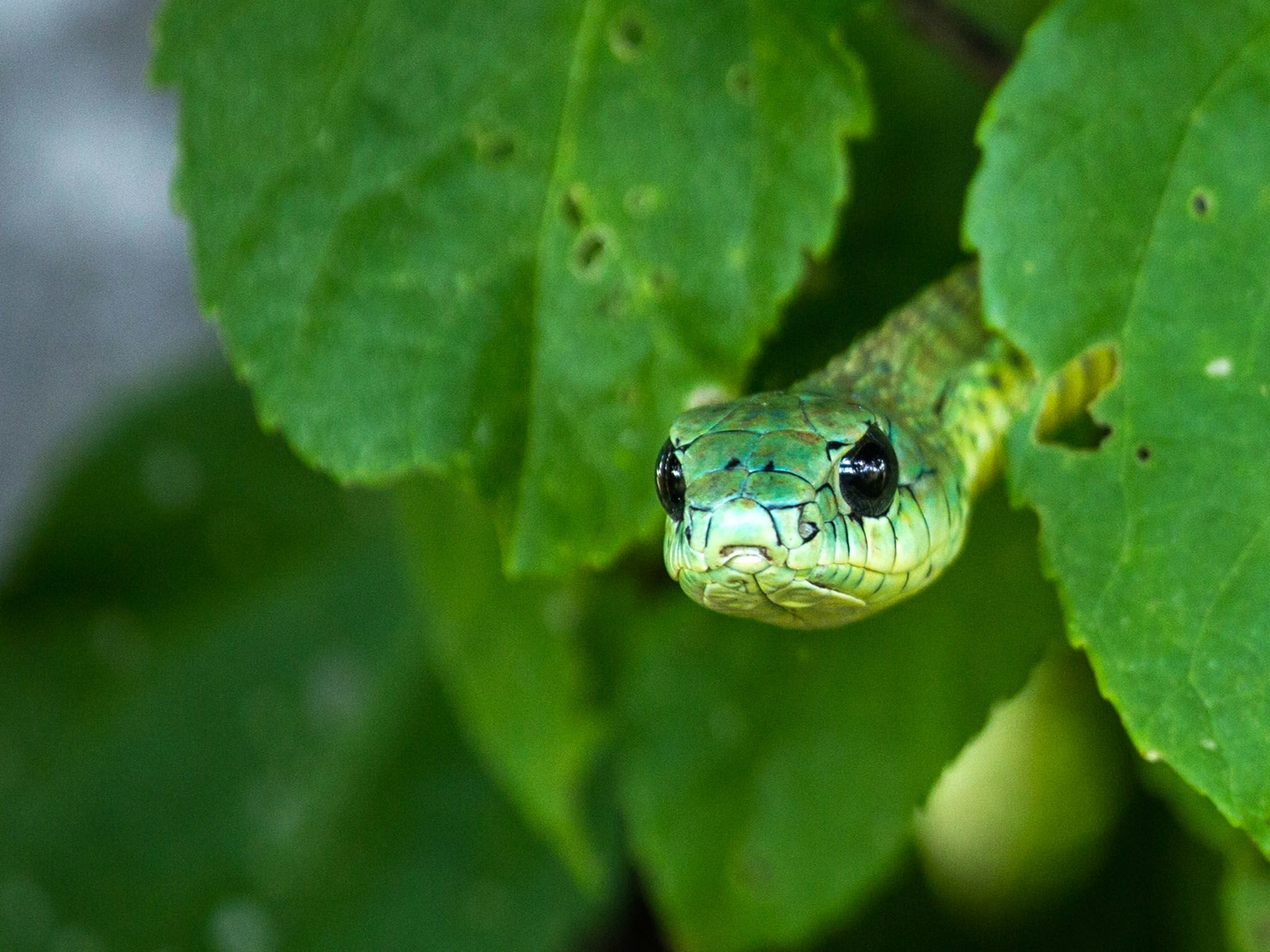 Boomslang, National Geographic, Photo of the day, Wildlife photography, 2050x1540 HD Desktop