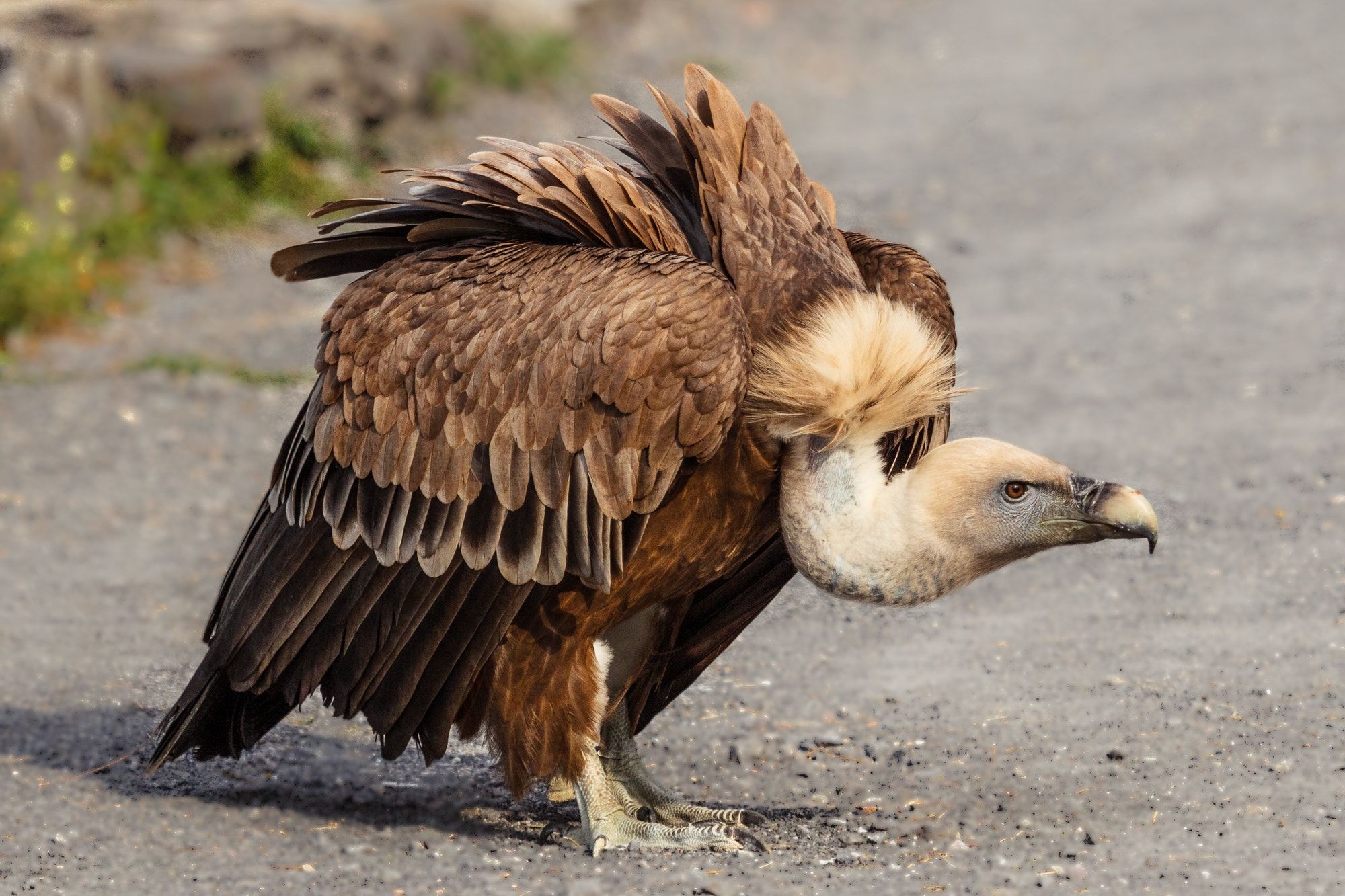 Griffon (Bird): The griffon vulture, A scavenger, feeding mostly from carcasses of dead animals which it finds by soaring over open areas. 2000x1340 HD Background.
