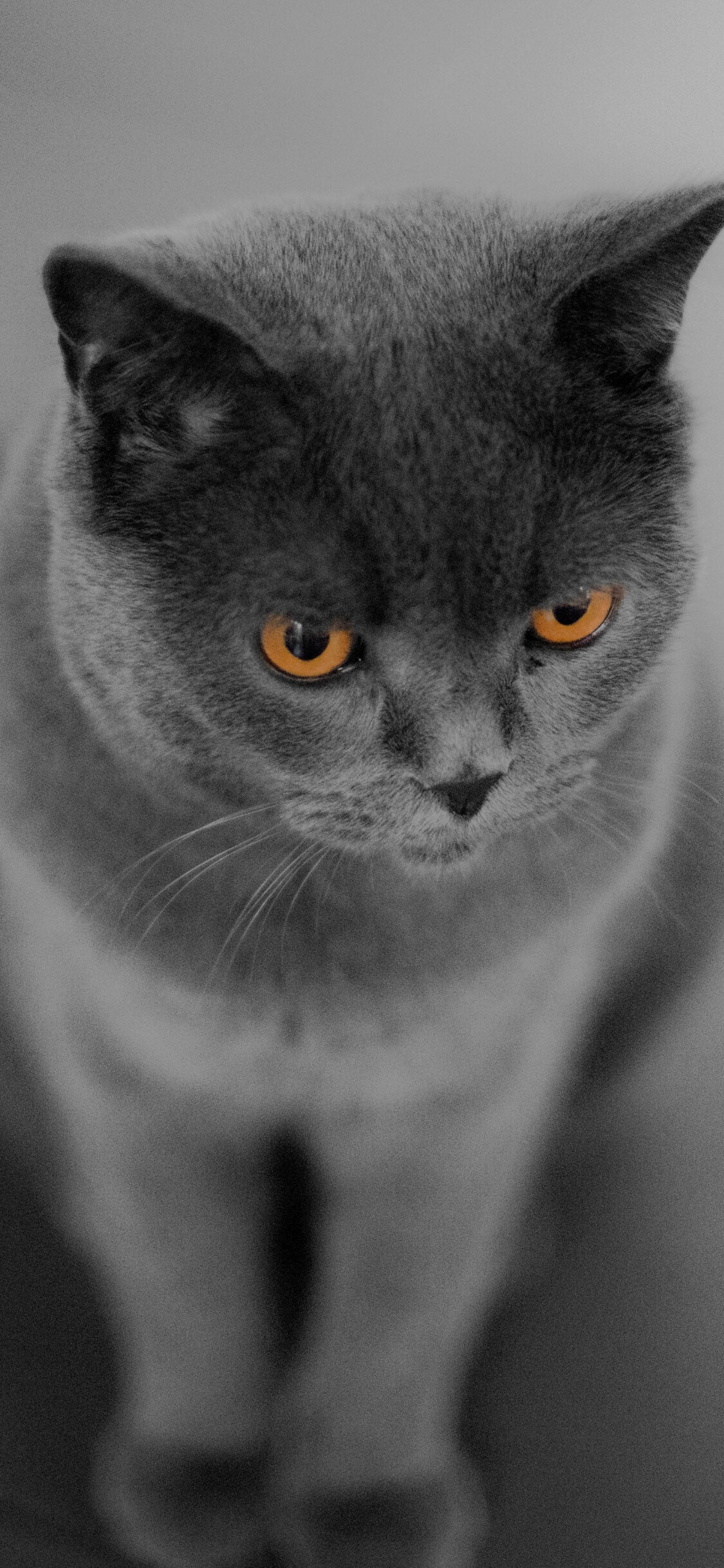 British Cat: Prized for their soft, plush coats and rounded bodies, Feline. 1130x2440 HD Background.