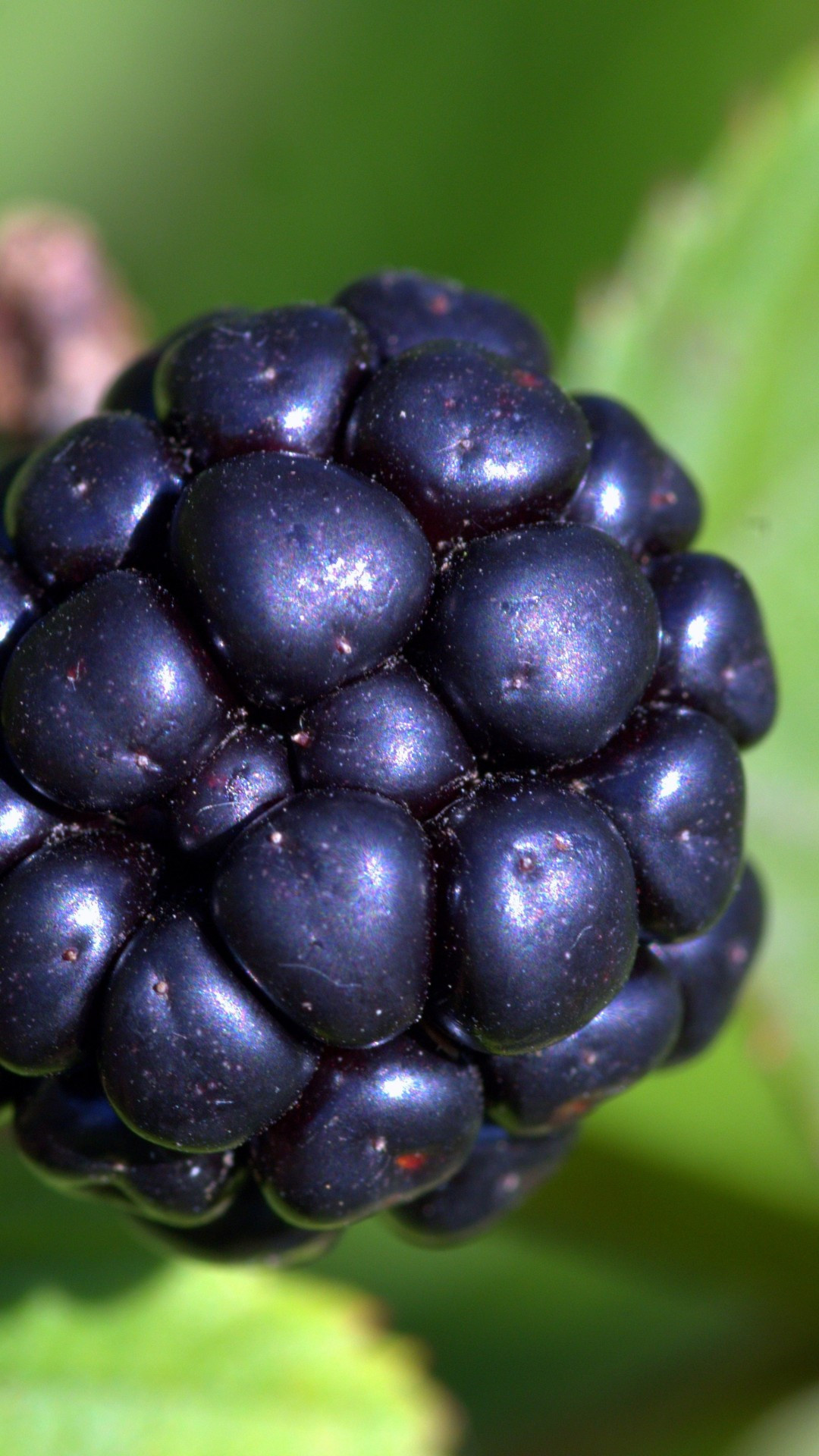 Blackberry, Blurred fruit background, Close-up shot, Mobile wallpapers, 1080x1920 Full HD Handy