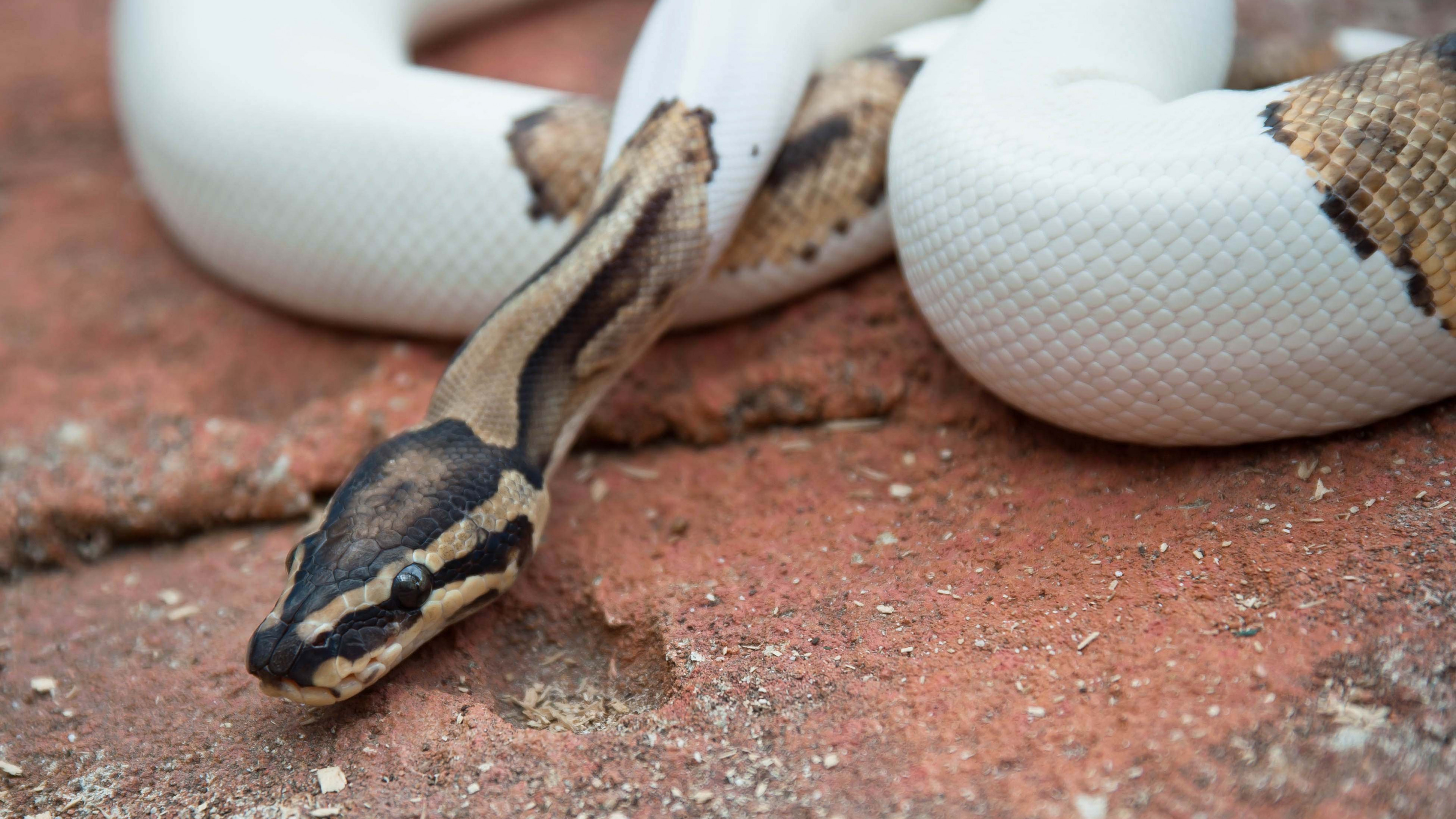 Python snake wallpaper, High definition, Vibrant serpent, Stunning reptile, 3840x2160 4K Desktop