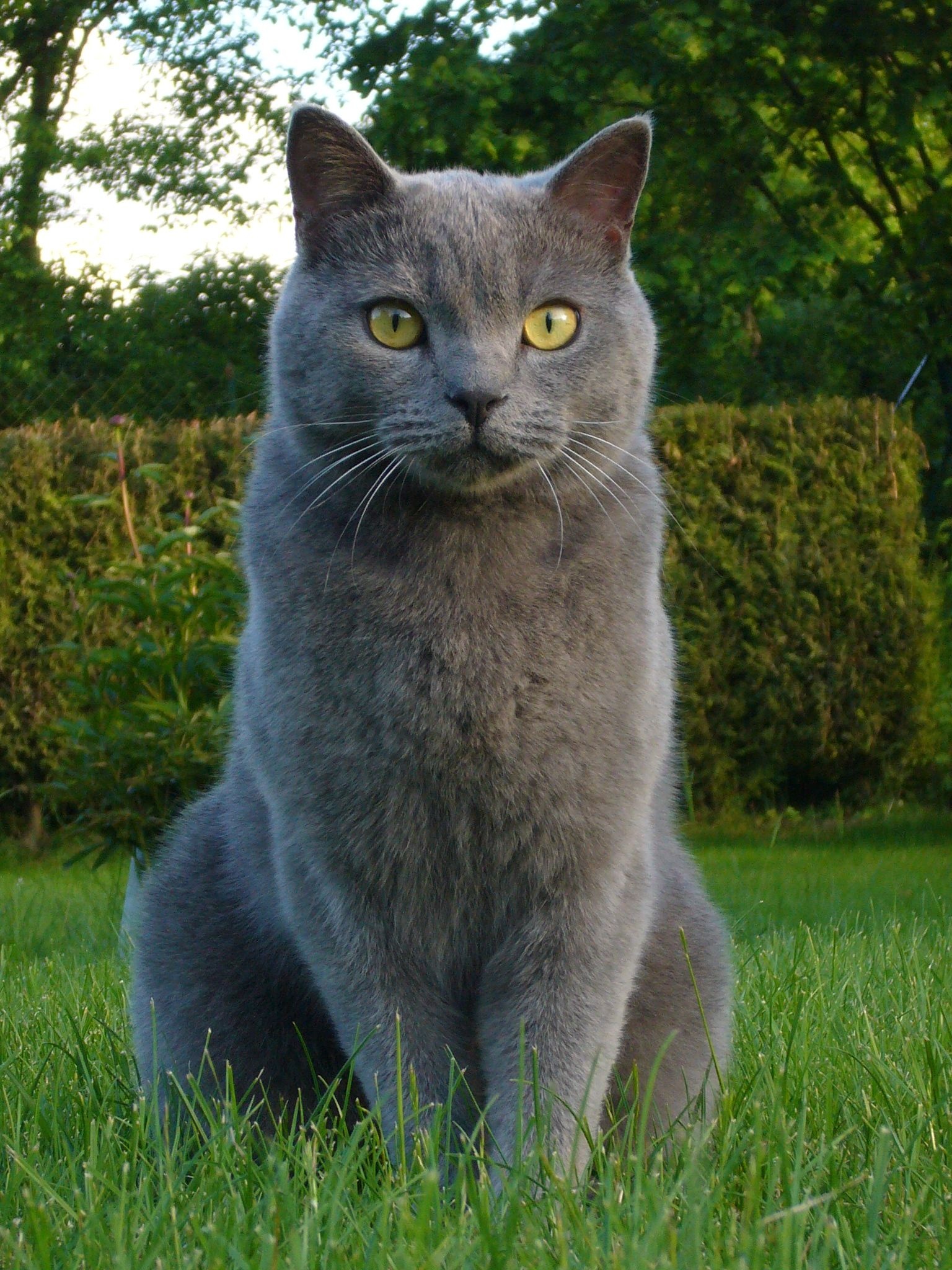 Chartreux Cat, Playful feline, Soft grey fur, Adorable face, 1540x2050 HD Phone