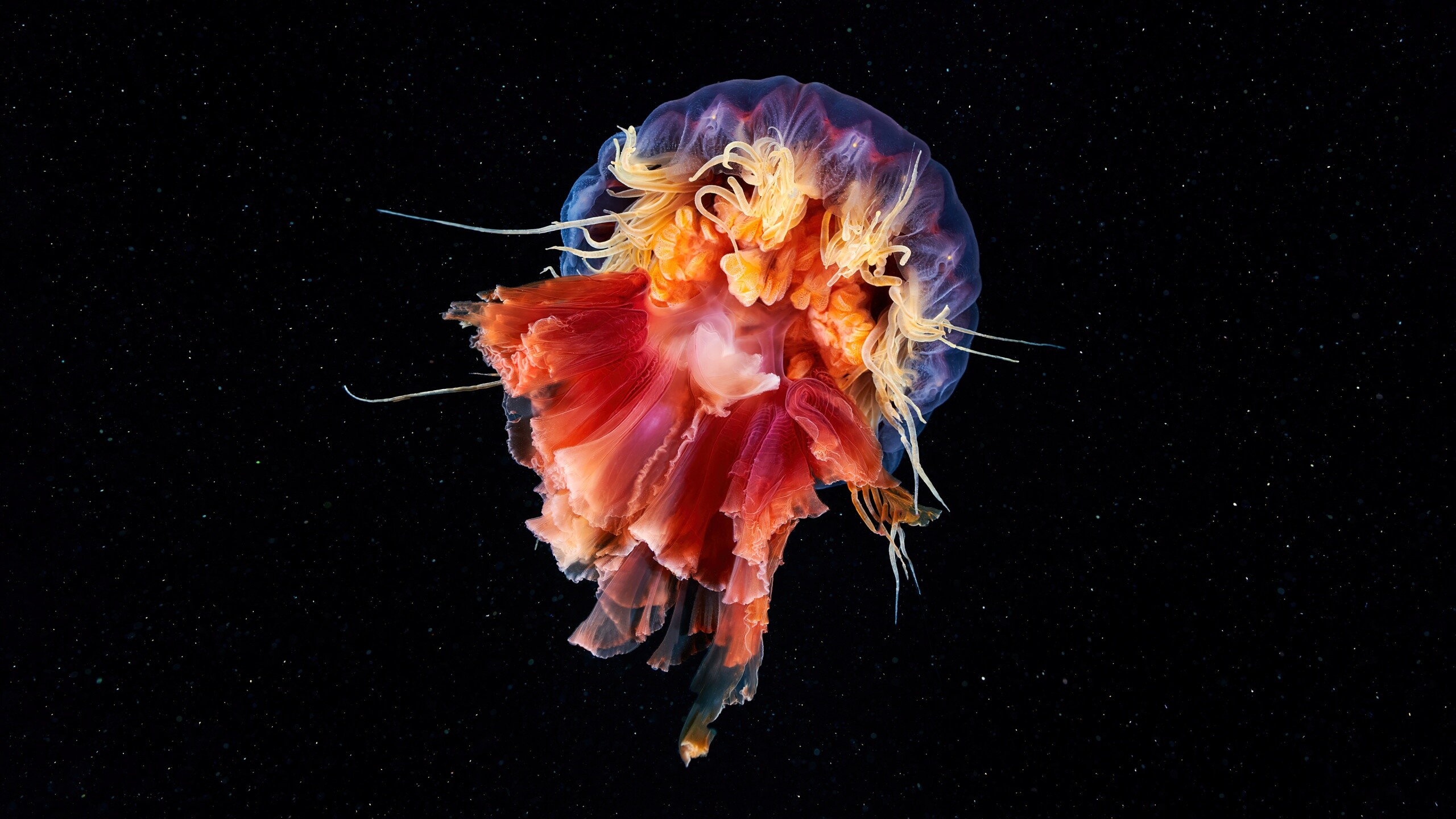 Glowing Jellyfish: Cyanea capillata, Lion's mane jellyfish, The flowing tentacles that surround the bell. 2560x1440 HD Wallpaper.