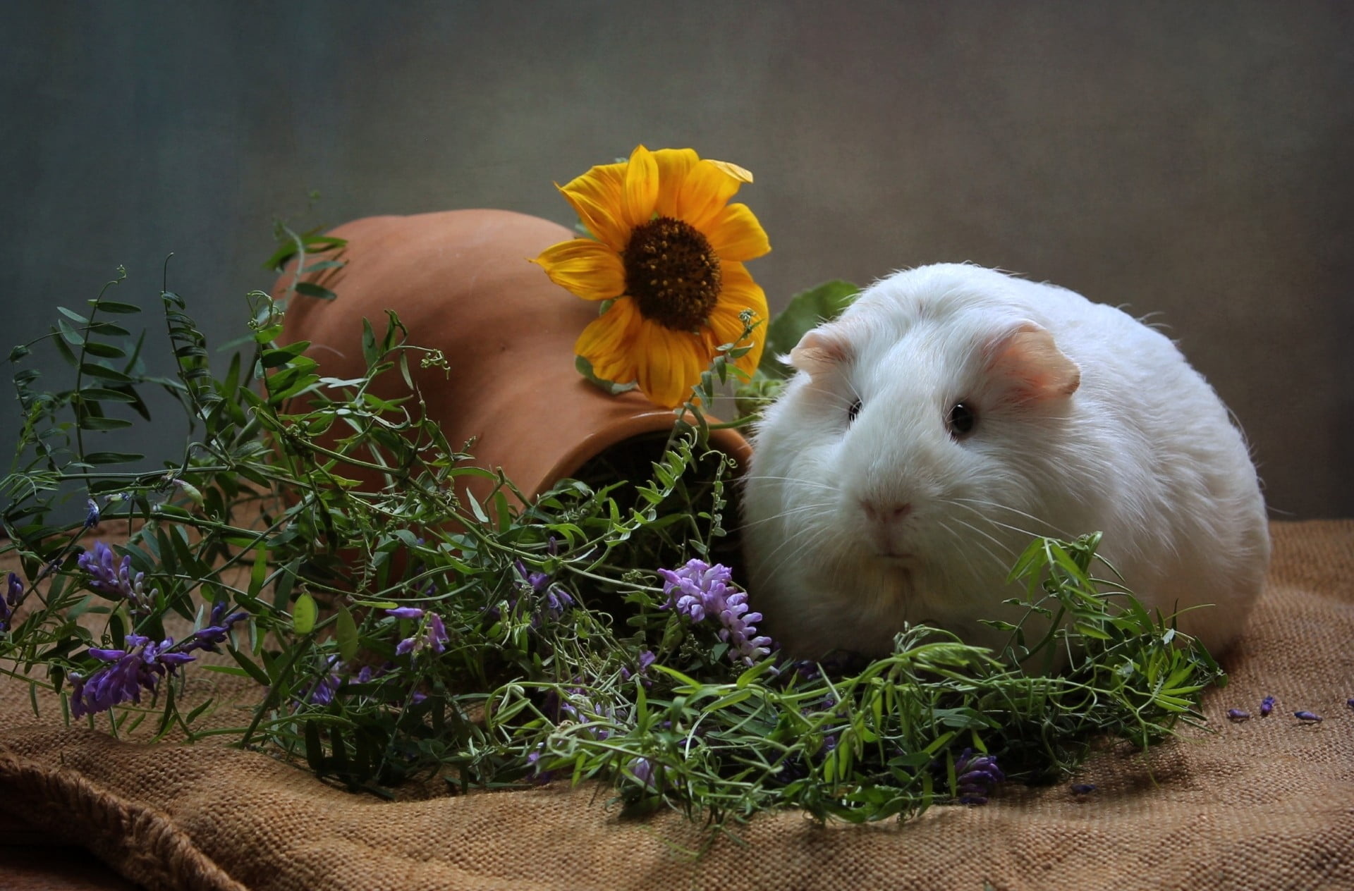 White guinea pig, animals, mammals, guinea pigs, flowers HD wallpaper 1920x1270