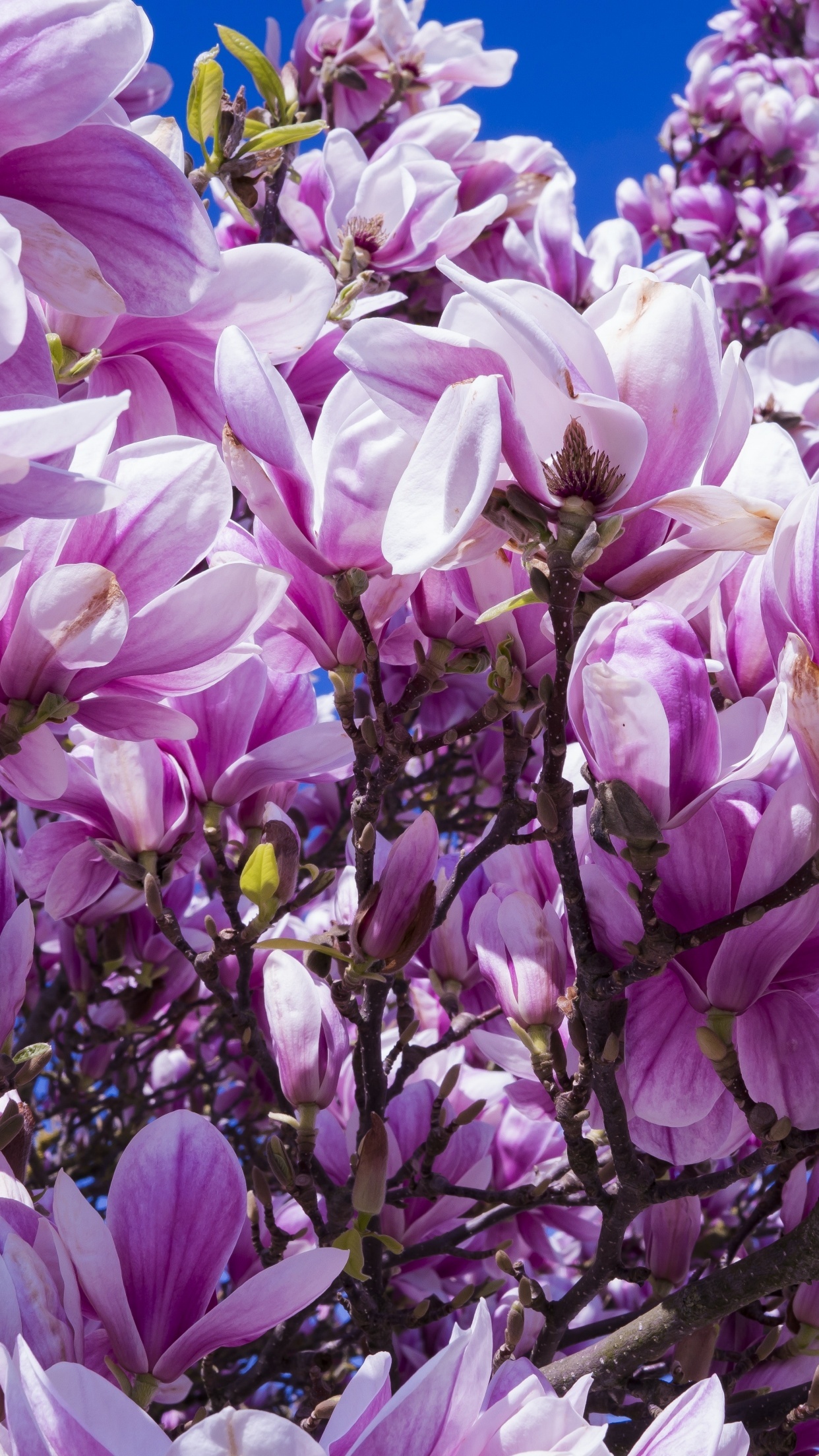 Blossoming magnolias, Pink nature's beauty, Blooms in spring, Serene flowers, 1250x2210 HD Phone