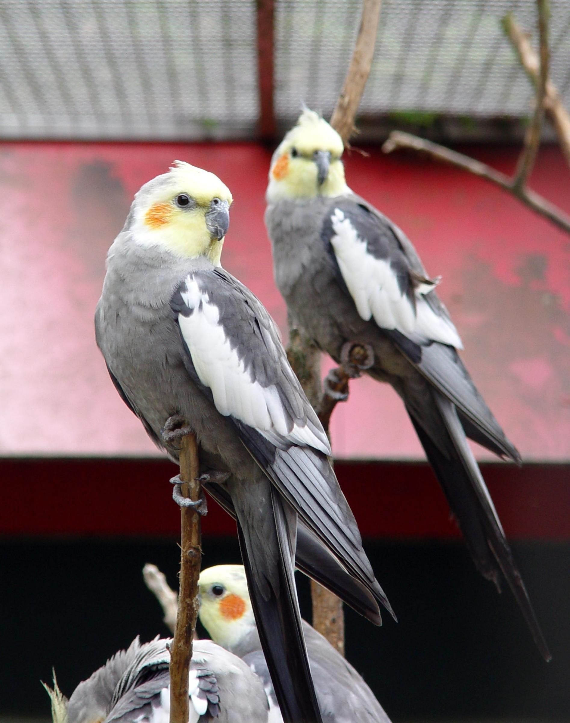 Bird pet plan, Cockatiel information, Caring for cockatiels, Bird lovers, 1900x2400 HD Phone