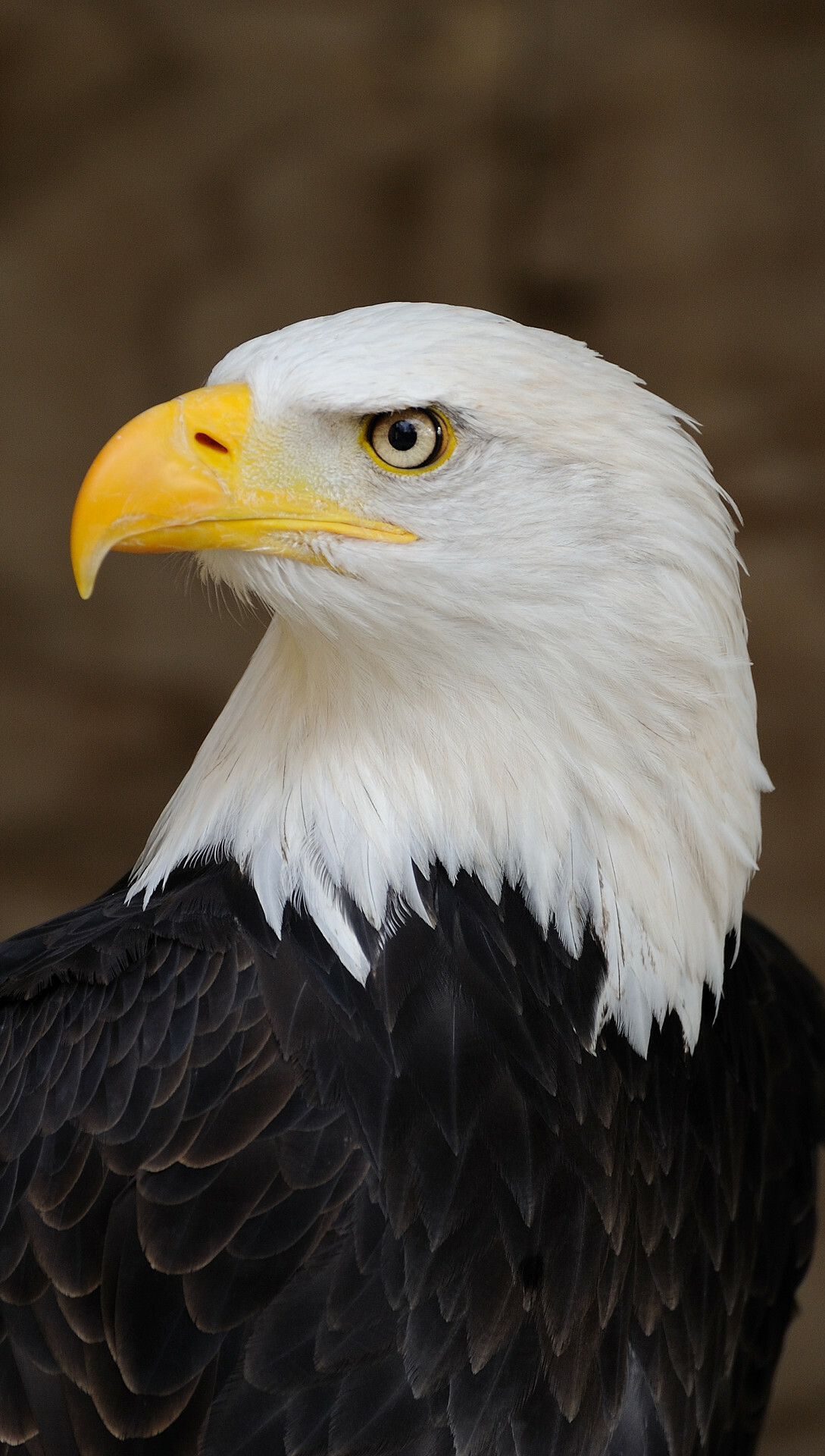 Eagle: Eagles can be divided broadly into four groups; sea eagles, booted eagles, snake eagles and giant forest eagles. 1090x1920 HD Background.