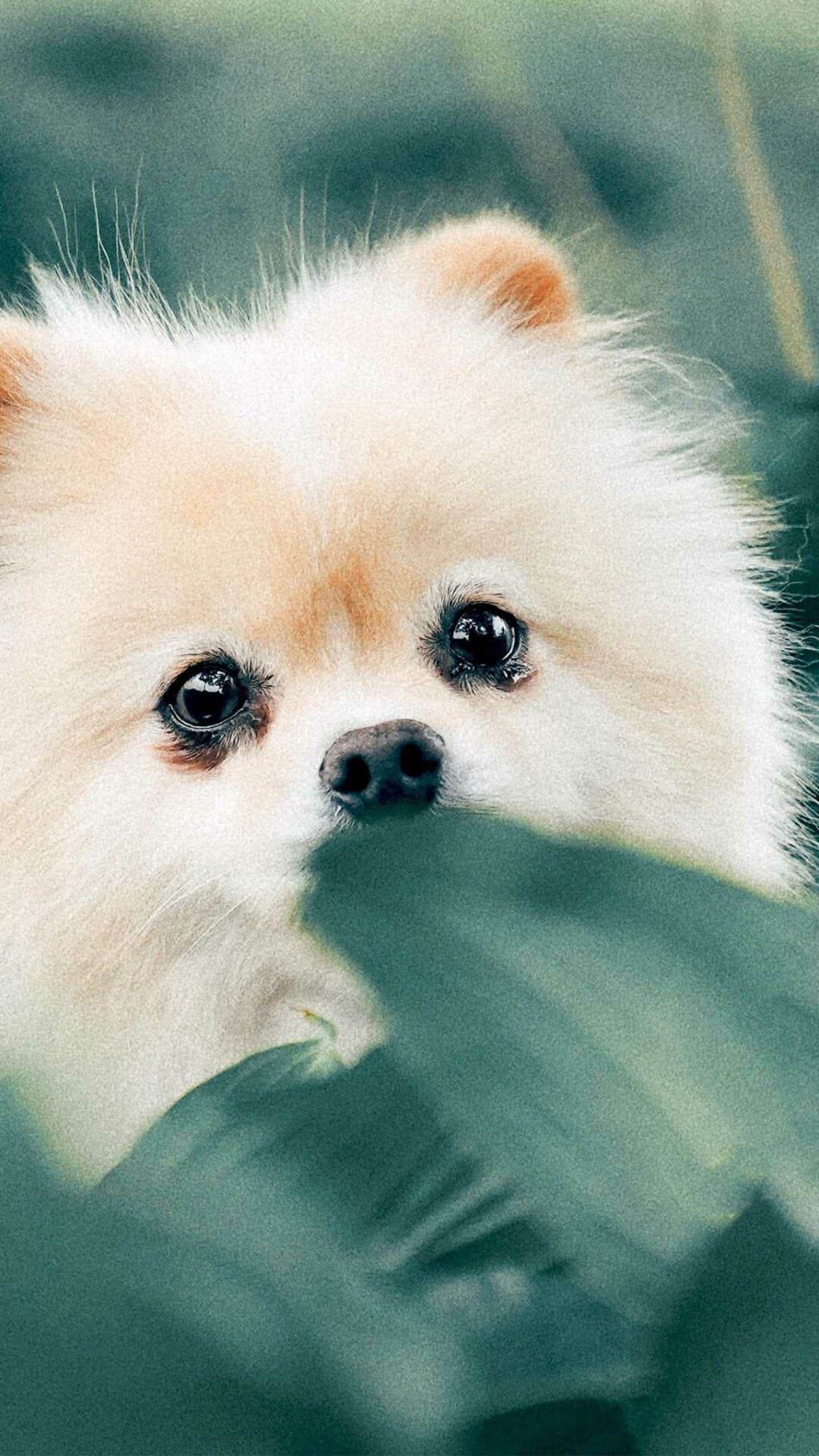 Puppy: Dog, Spitz, Heavy-coated dogs. 1080x1920 Full HD Background.