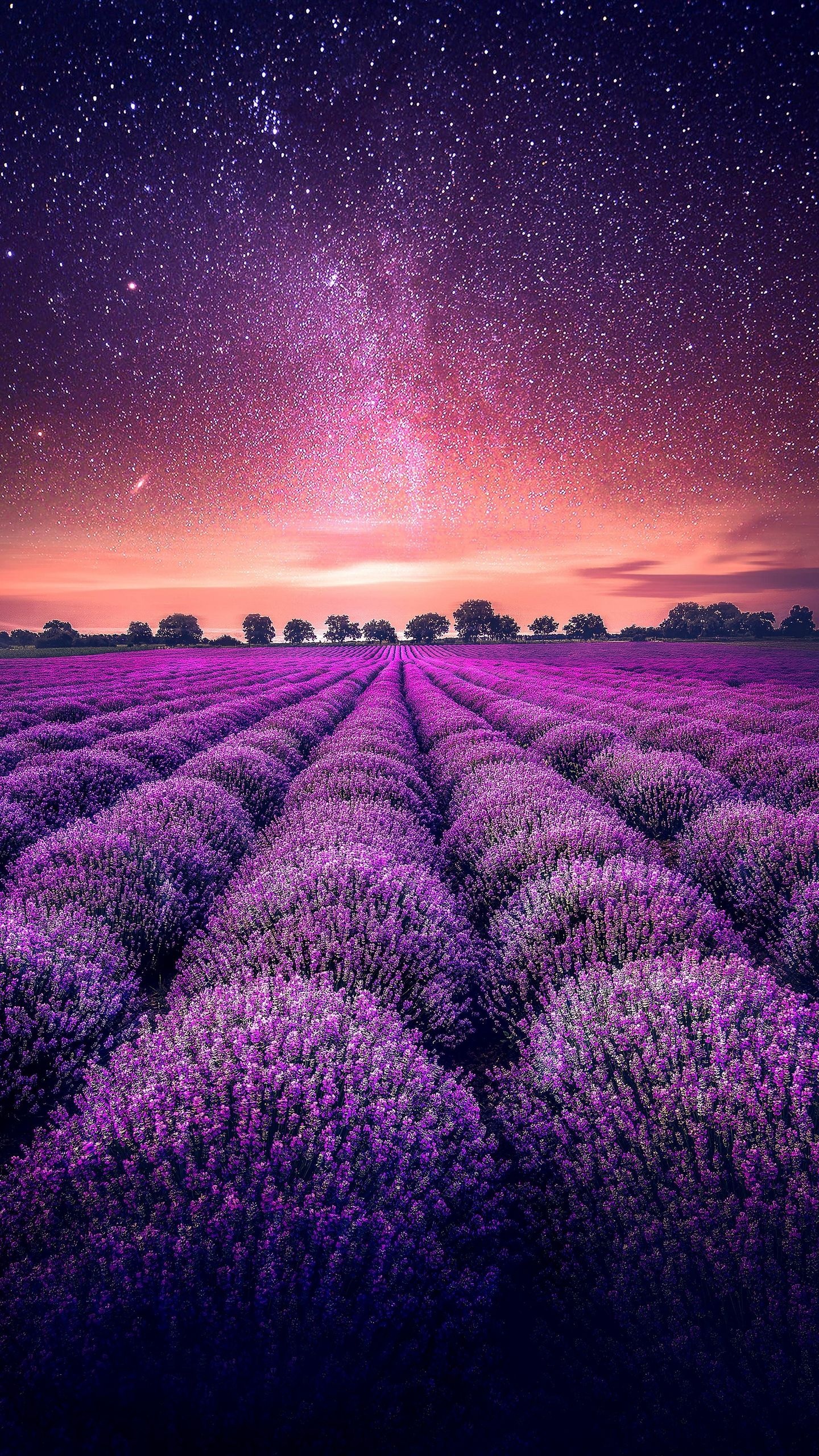 Lavender wallpaper, Floral elegance, Nature's beauty, Serene vibes, 1440x2560 HD Phone