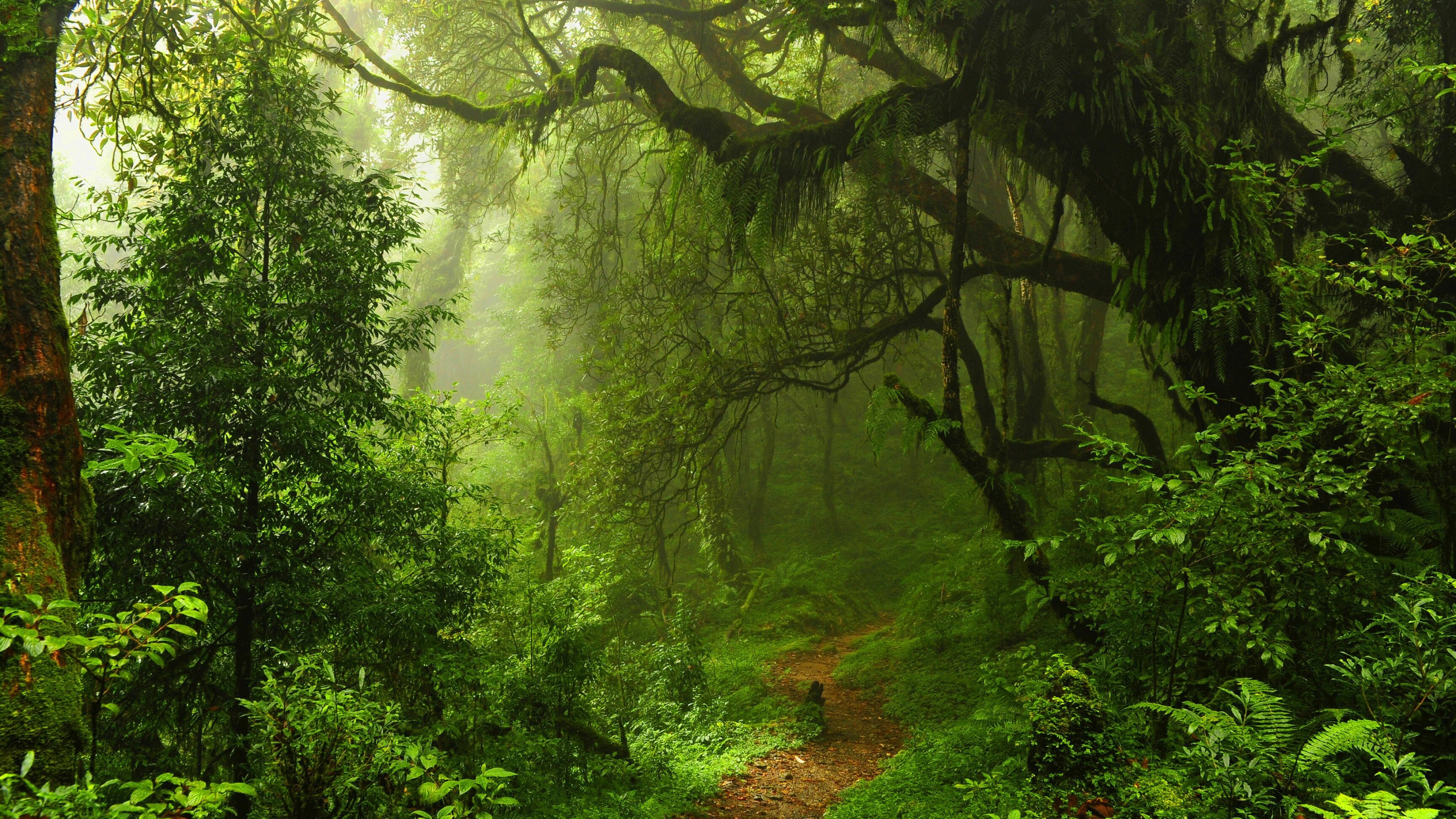 Green forest, 4K wallpapers, Natural beauty, Enchanting scenery, 3840x2160 4K Desktop