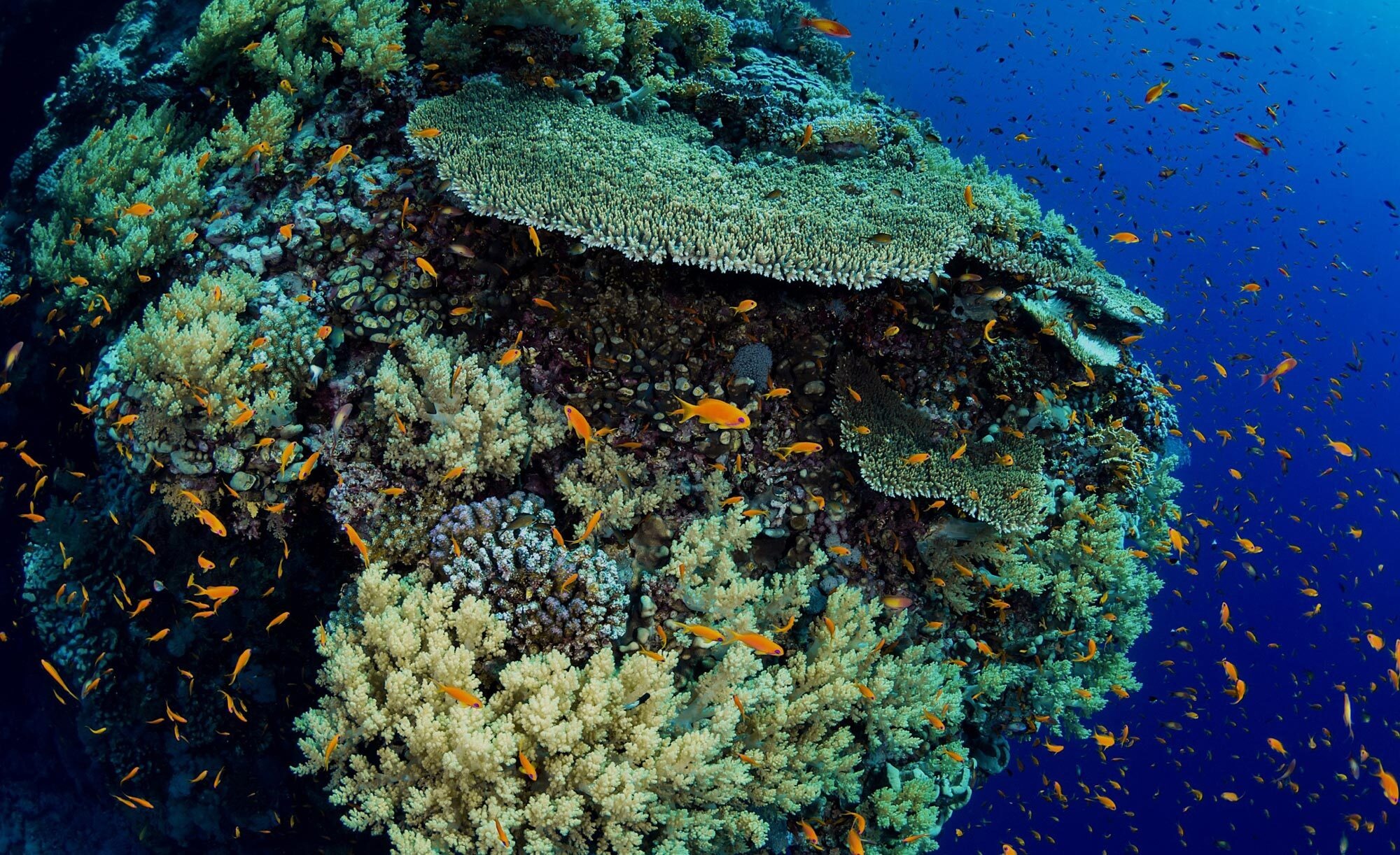 Saving world's coral reefs, Coral reef alliance, 2000x1230 HD Desktop