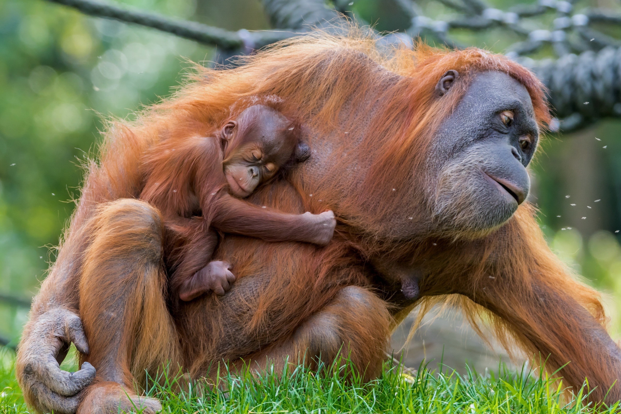 Orangutan, Adorable baby, Motherly love, Animal photography, 2560x1710 HD Desktop