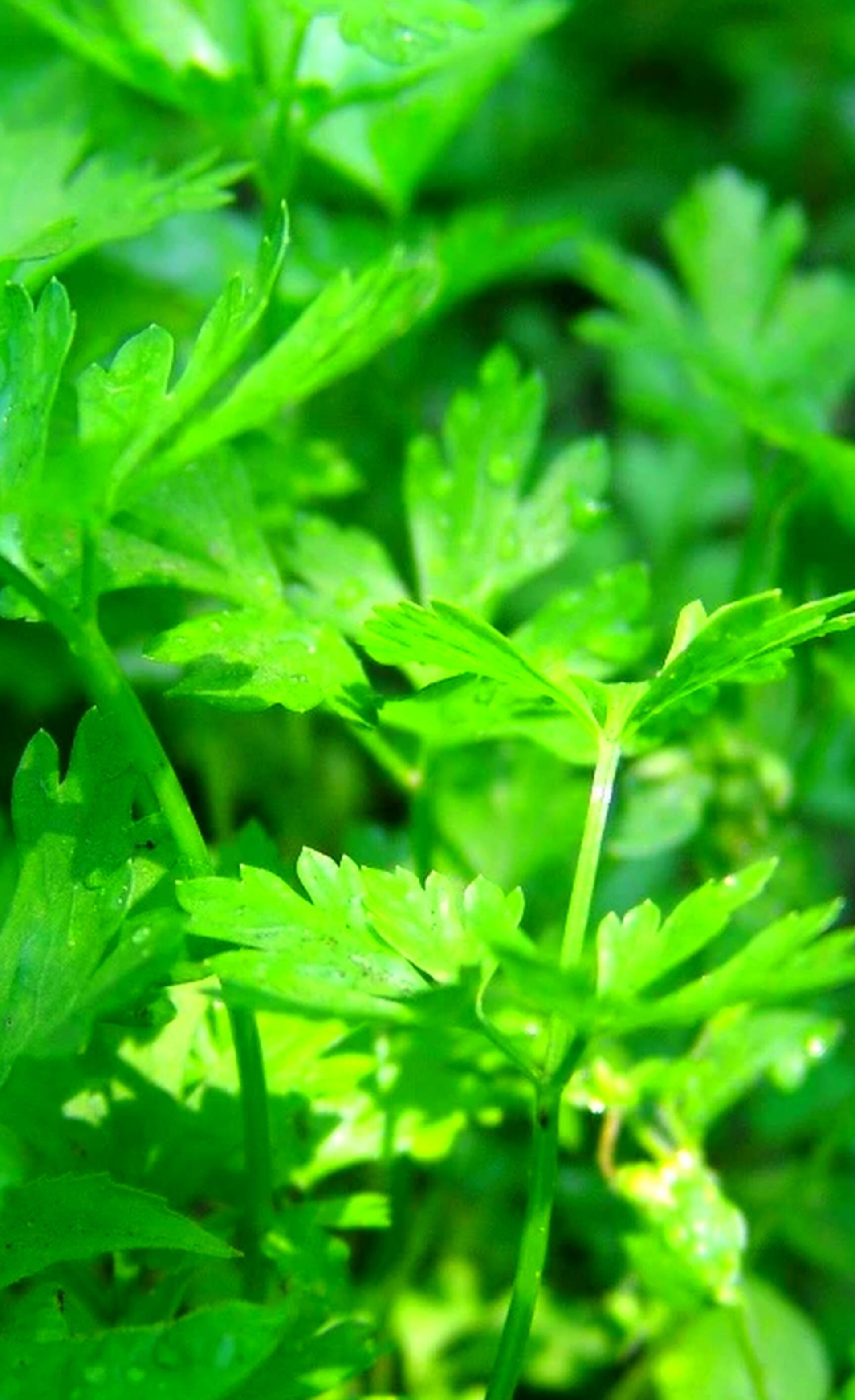 Parsley plant, CC BY license, Free picture download, 1920x3150 HD Phone