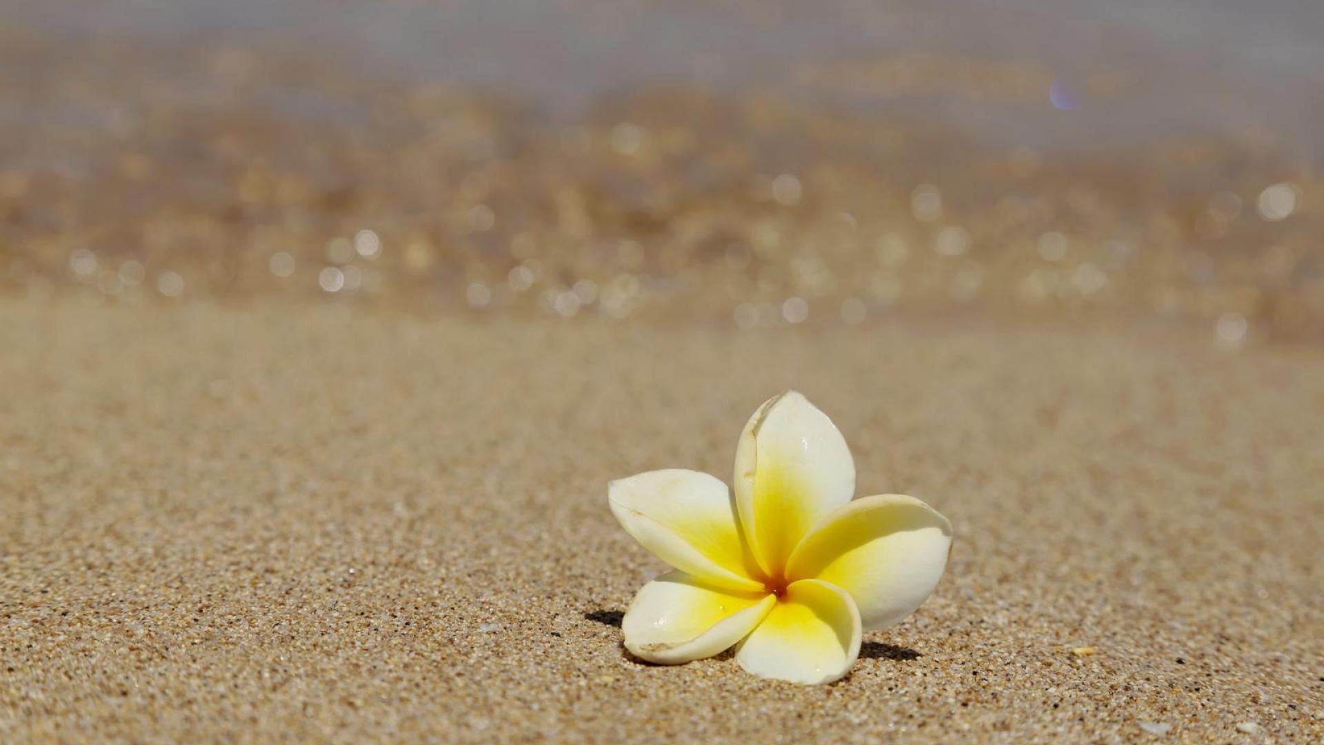 Free download Beautiful frangipani plumeria tropical flower on sandy beach hawaii HQ for your Desktop, Mobile \u0026 Tablet | Explore 45+ Beautiful Hawaiian Flowers Wallpaper Images | Beautiful Rose Flowers Wallpapers 1920x1080