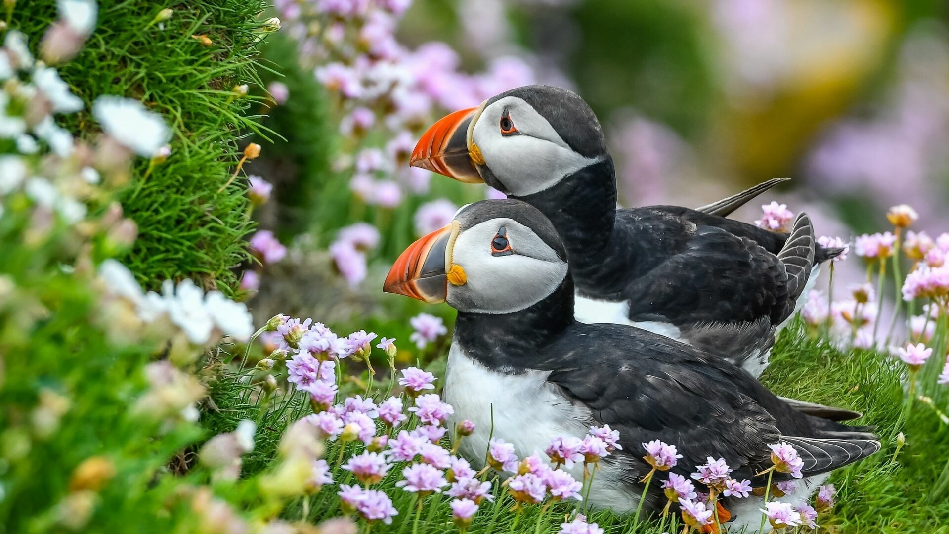 Bird: Puffin, Vertebrates with wings and feathers. 1920x1080 Full HD Background.