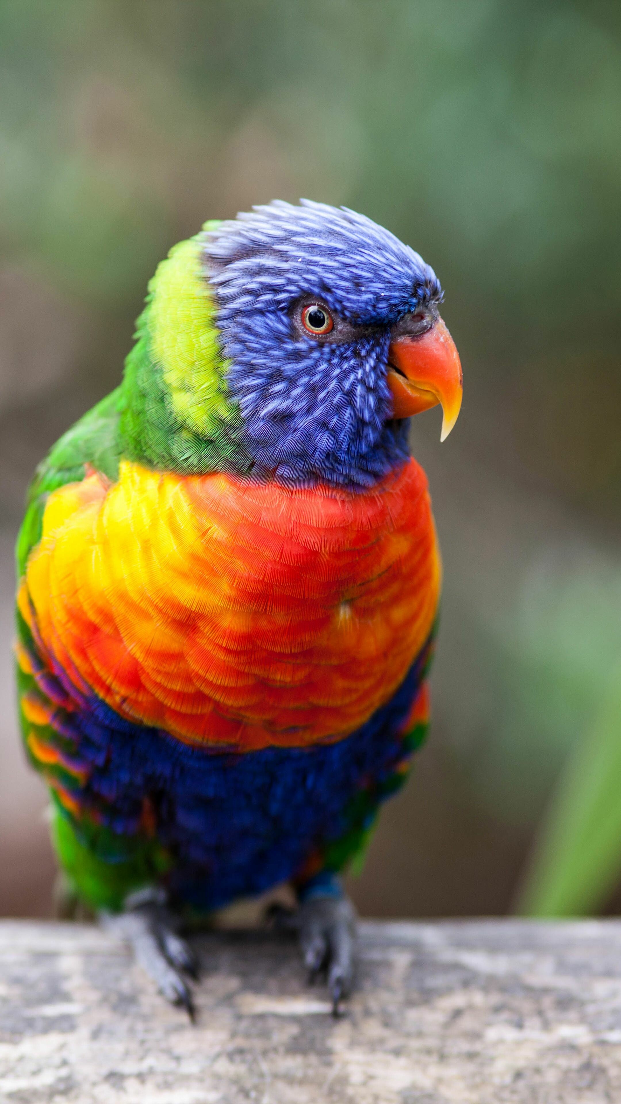 Bird: Loriini, A tribe of small to medium-sized arboreal parrots. 2160x3840 4K Wallpaper.