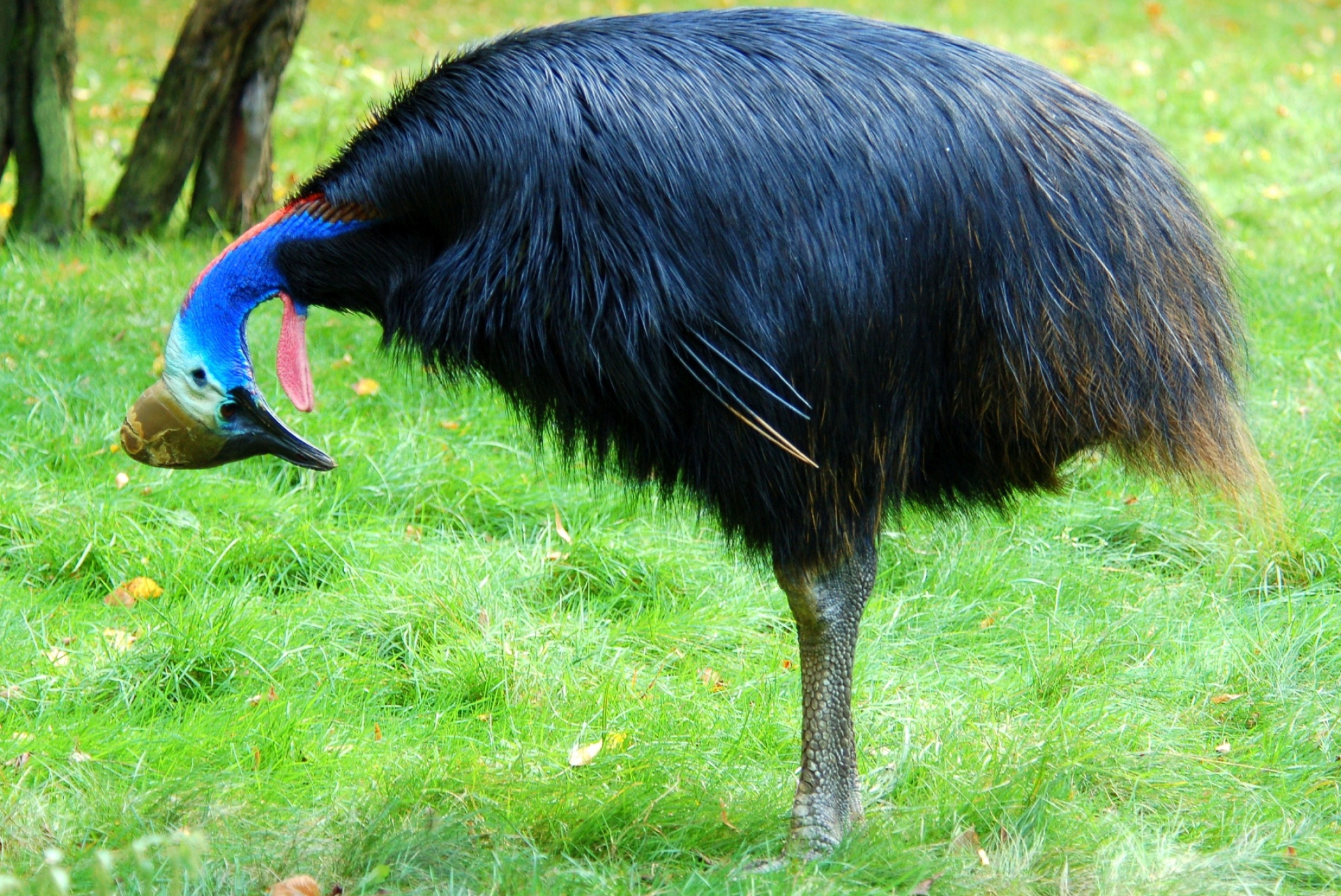 Southern cassowary species, Unique bird photography, Australian wildlife wonder, Majestic creature, 2100x1410 HD Desktop