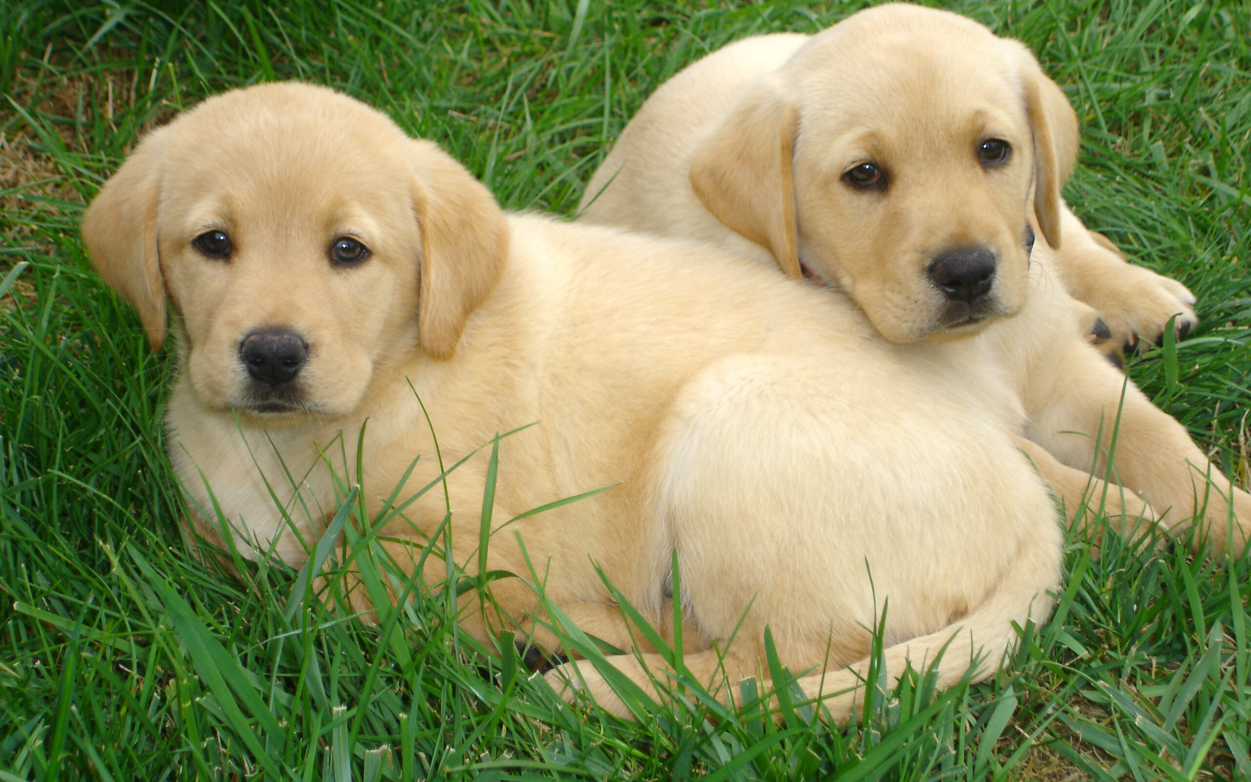 Labrador Retriever: The breed has proven to have a high success rate at becoming guide dogs. 2560x1600 HD Wallpaper.