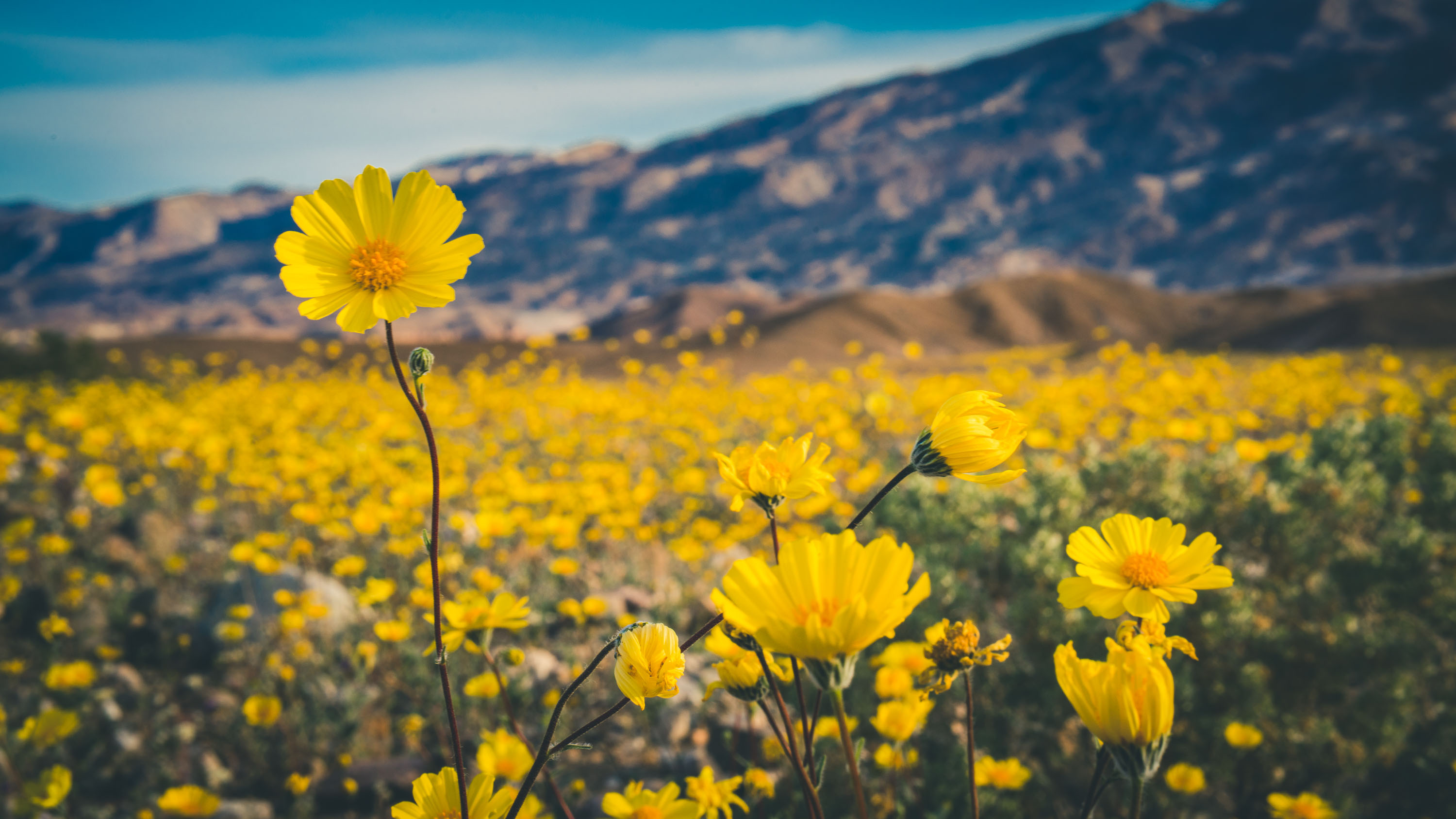 Exploring Death Valley, National park adventure, Outdoor exploration, Desert wilderness, 3000x1690 HD Desktop