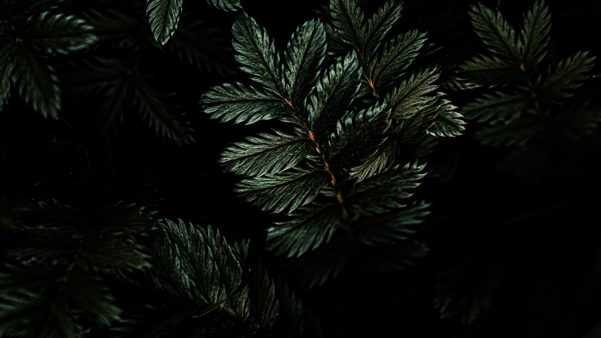 Leaves: A plant organ, exposed to the external environment, Botany. 1920x1080 Full HD Wallpaper.