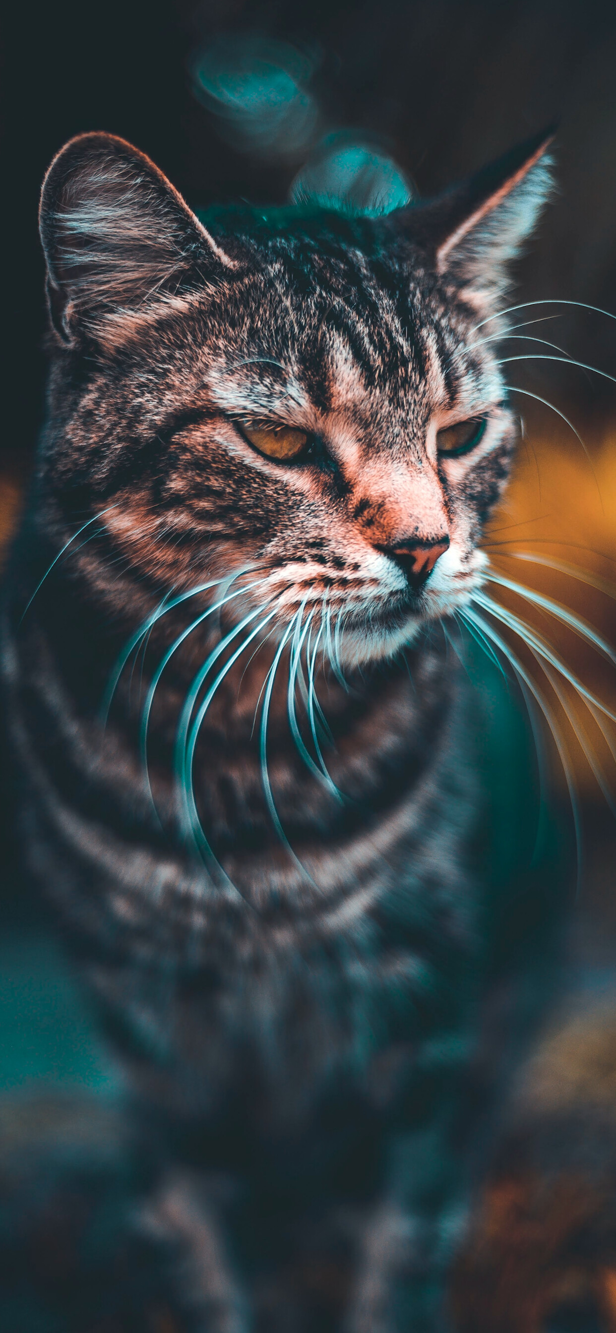 Free cat wallpaper, High-quality cat images, Download cat wallpapers, Compatible with various iPhone models, 1250x2690 HD Phone